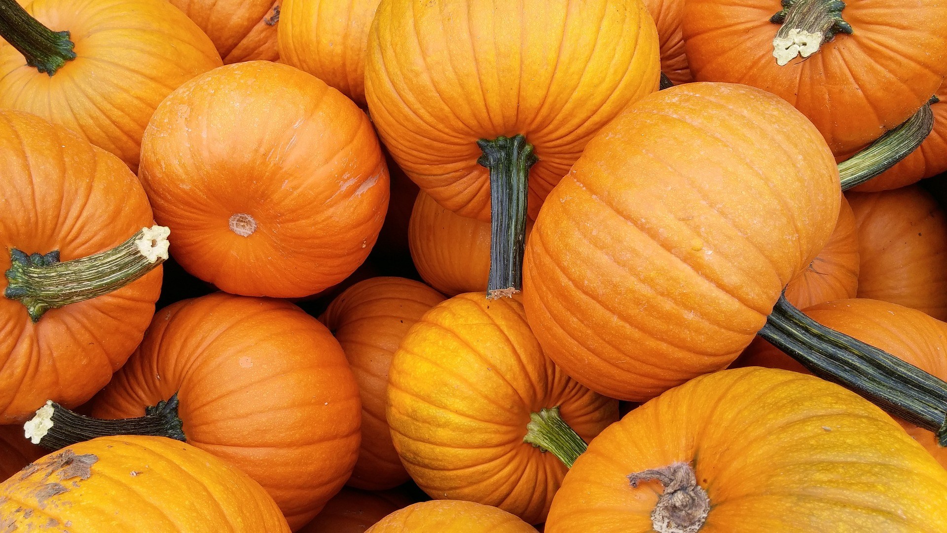 pumpkin-1683635_1920.jpg