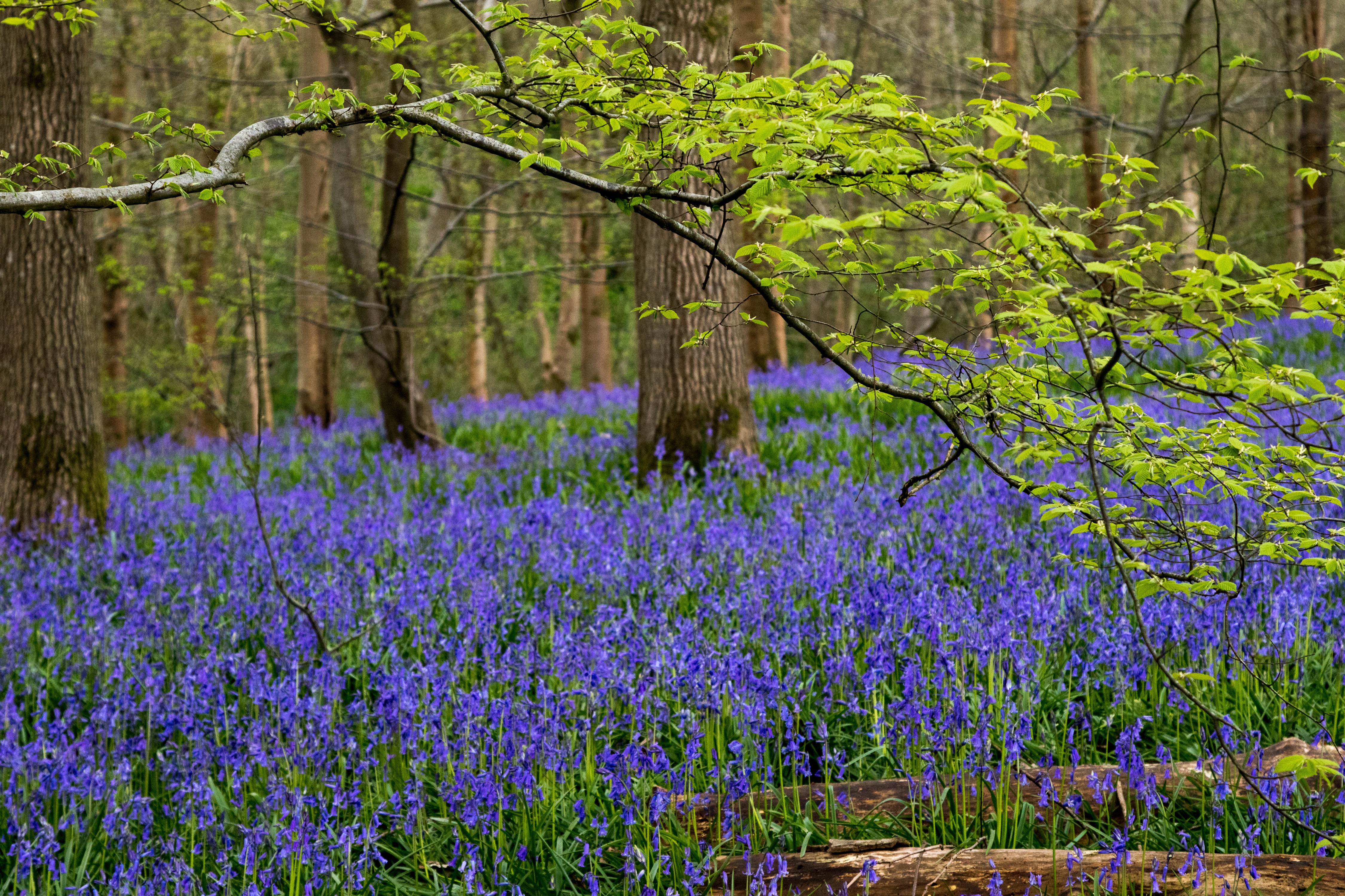 Hole Park Bluebells - Stuart Kirk.jpg