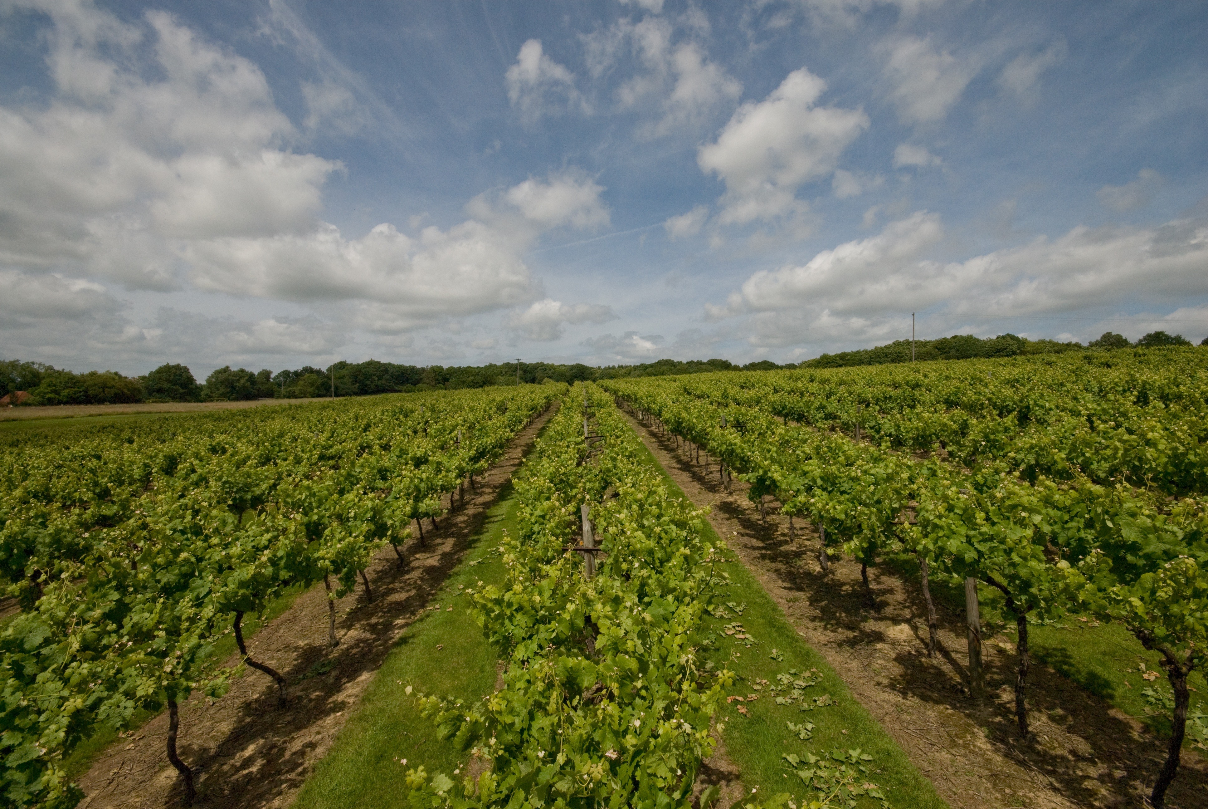 biddenden-vineyards-vines.jpg