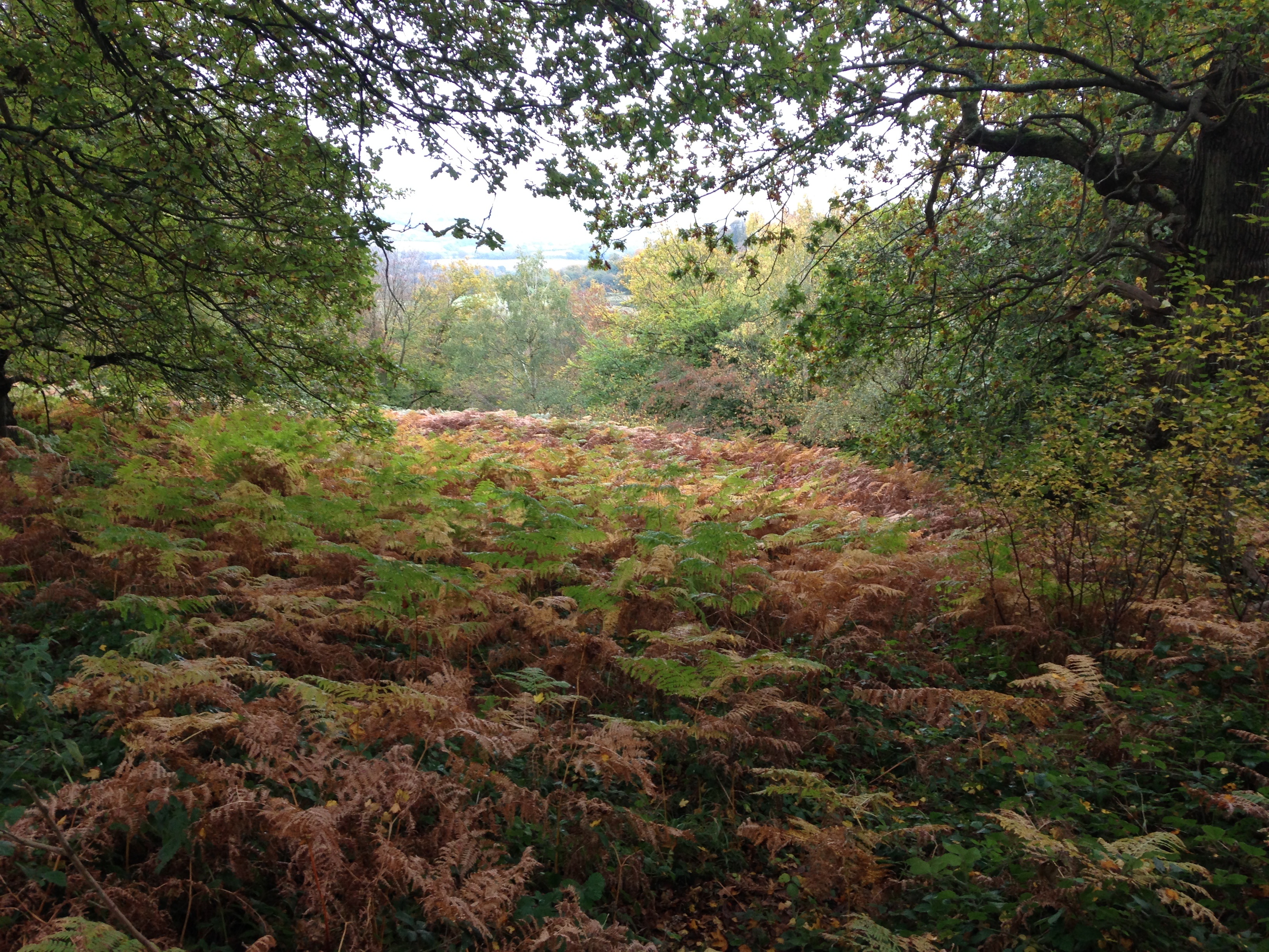 AH Kingswood Autumn.JPG