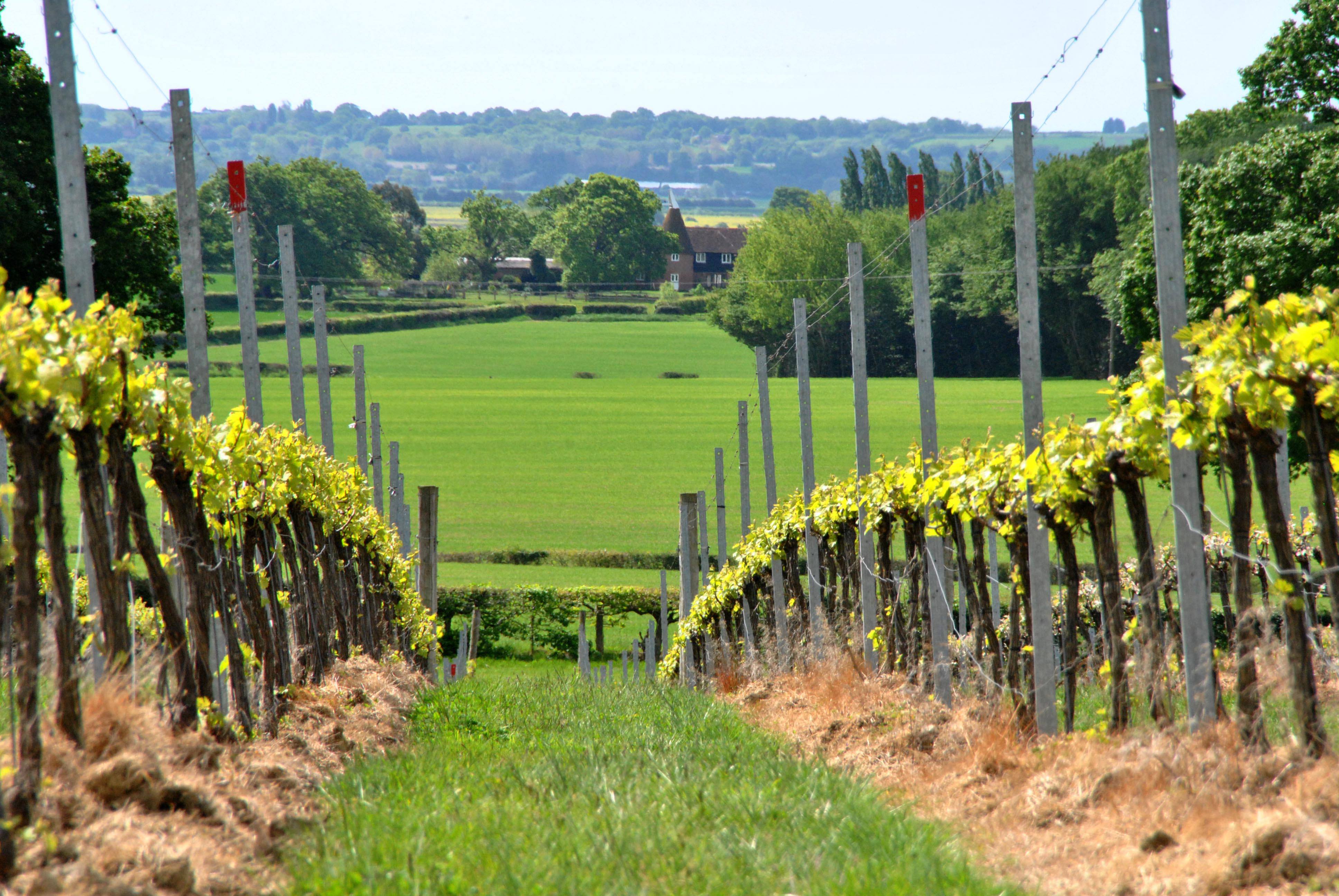 Woodchurch Wines Spring