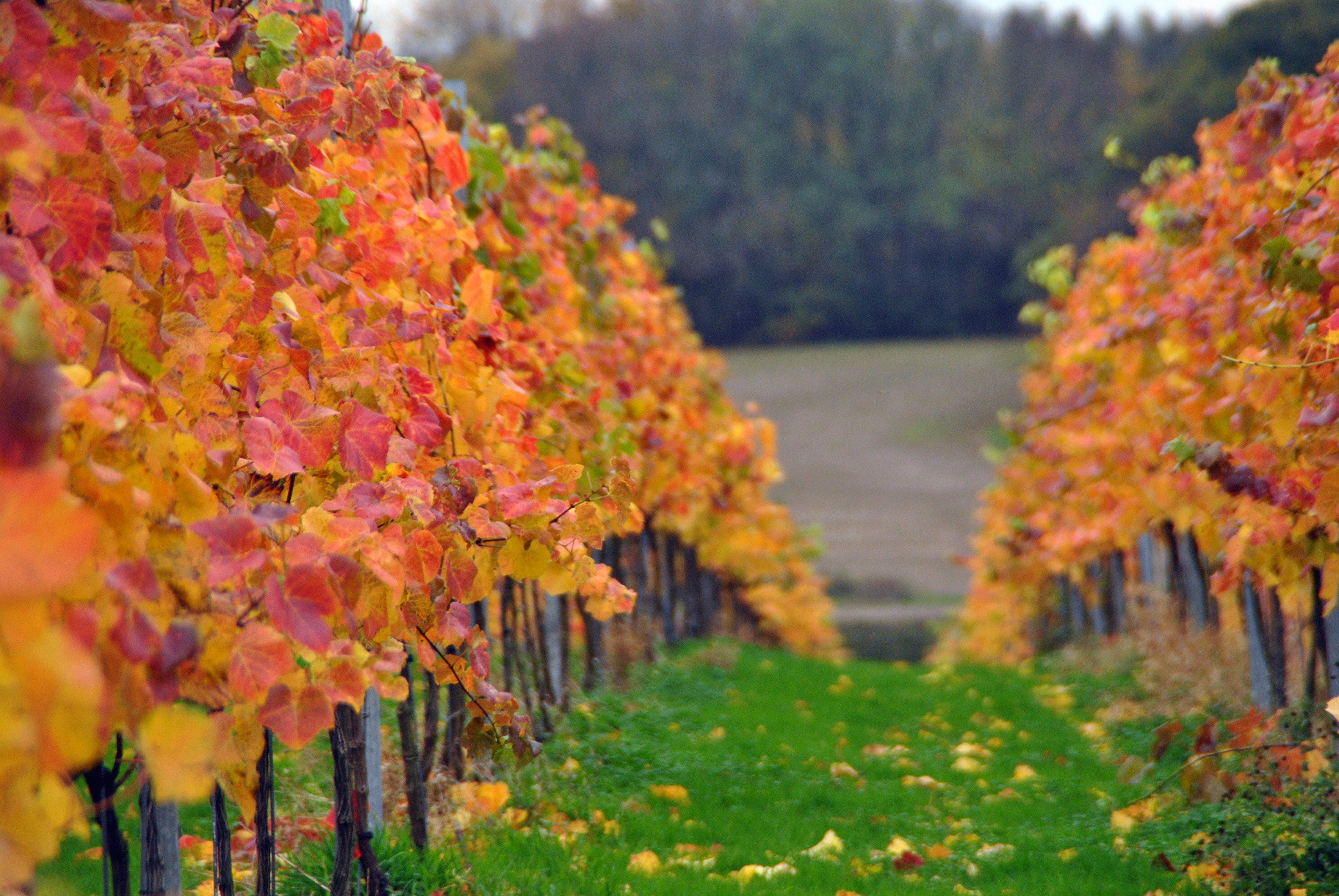Woodchurch Wines Autumn