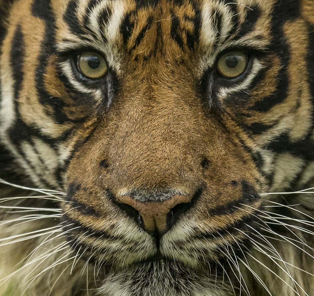 Big Cat Sanctuary (c).jpg