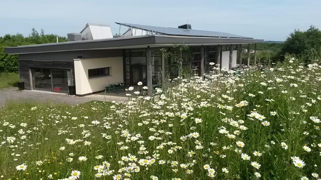 SEC flowers 20160610_150359 (002).jpg