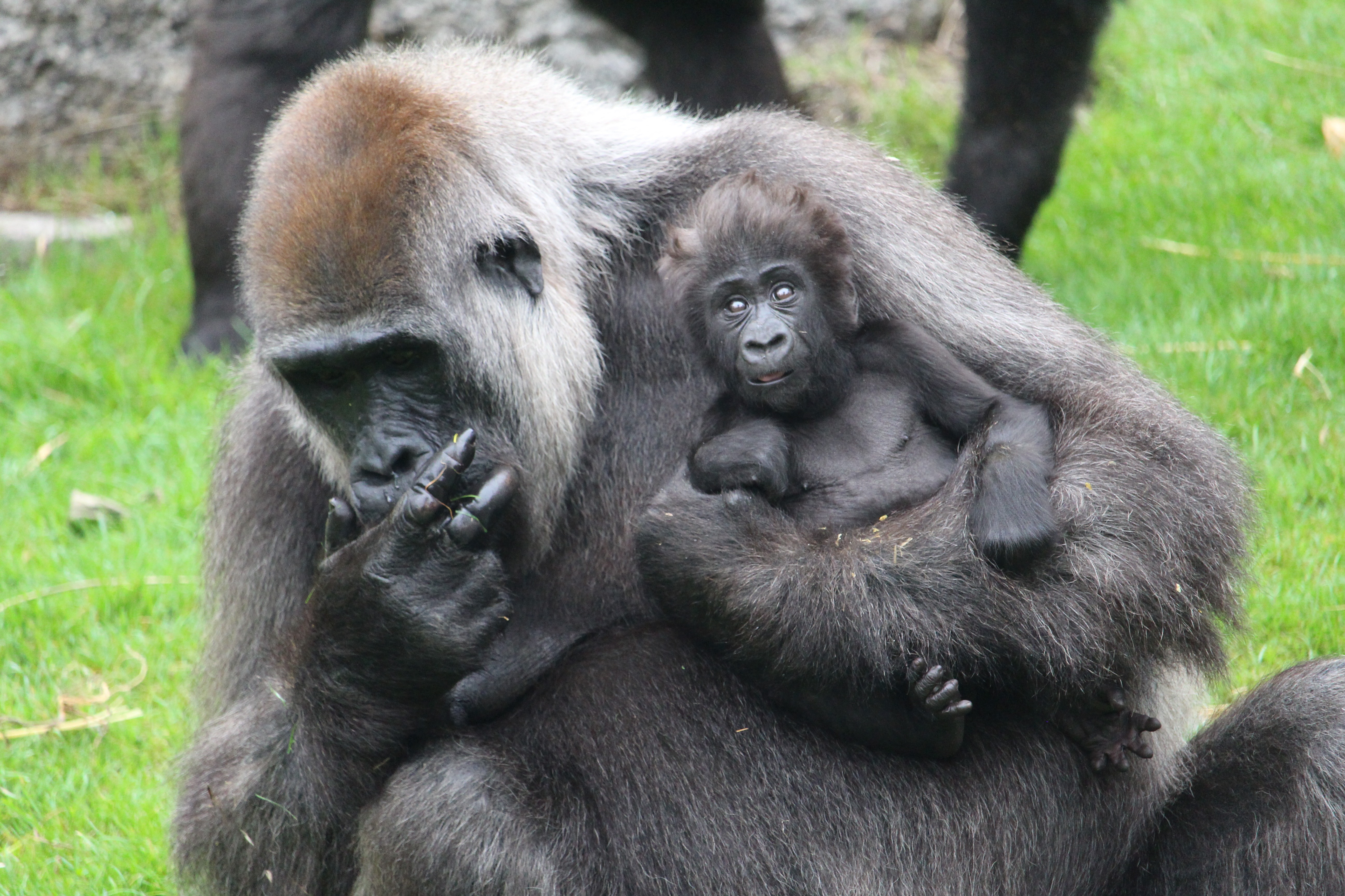 Port Lympne 2019 Gorilla (c).JPG