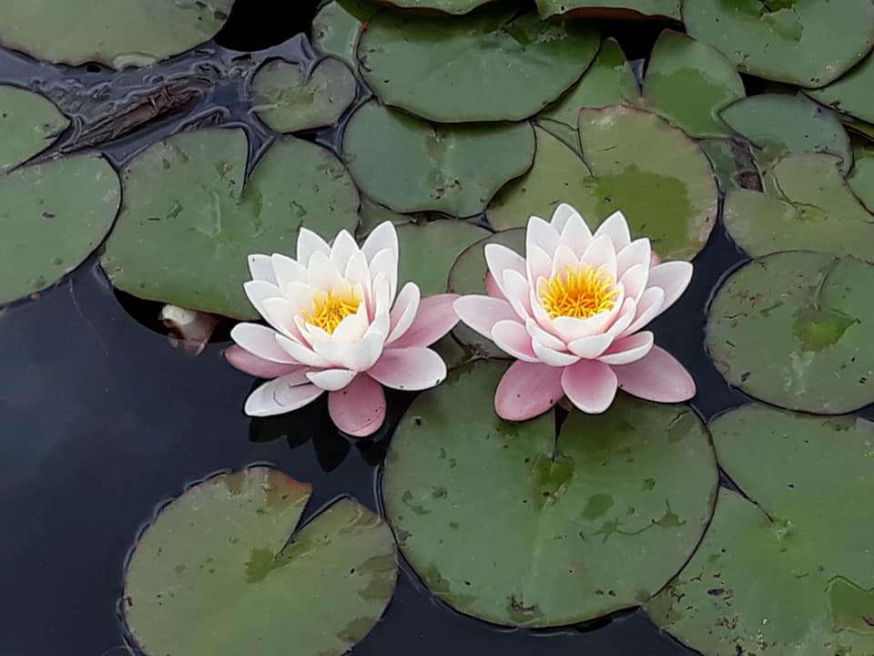 Belmont Pond Lilies