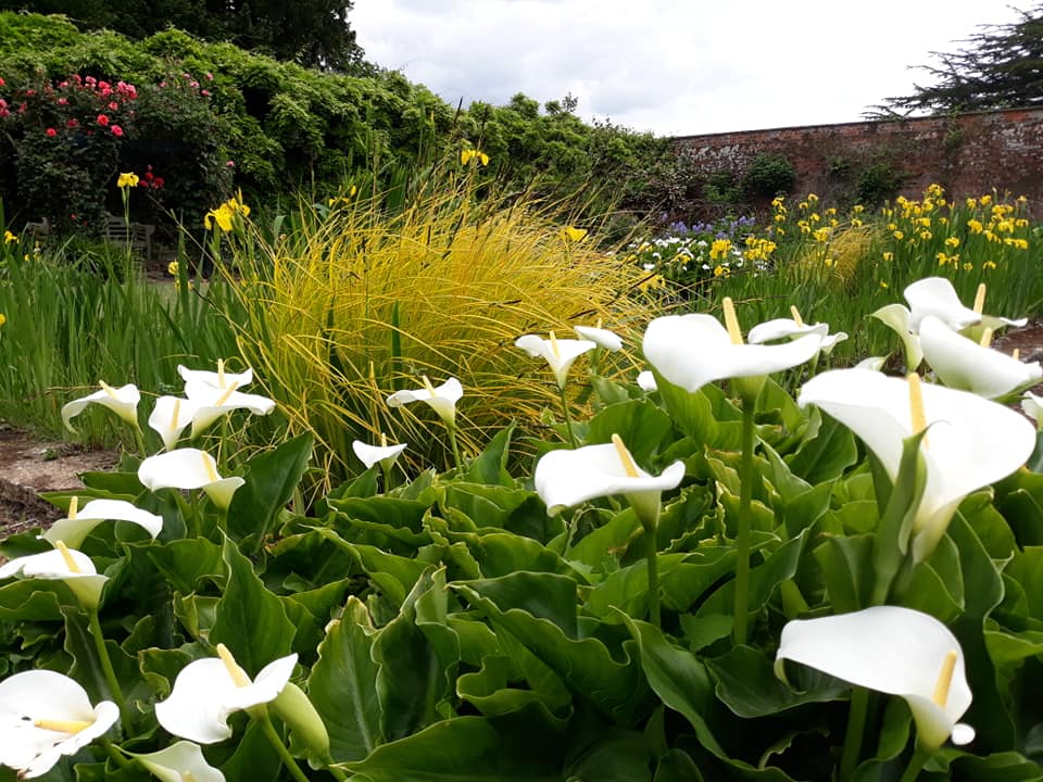 Walled Garden Lilies