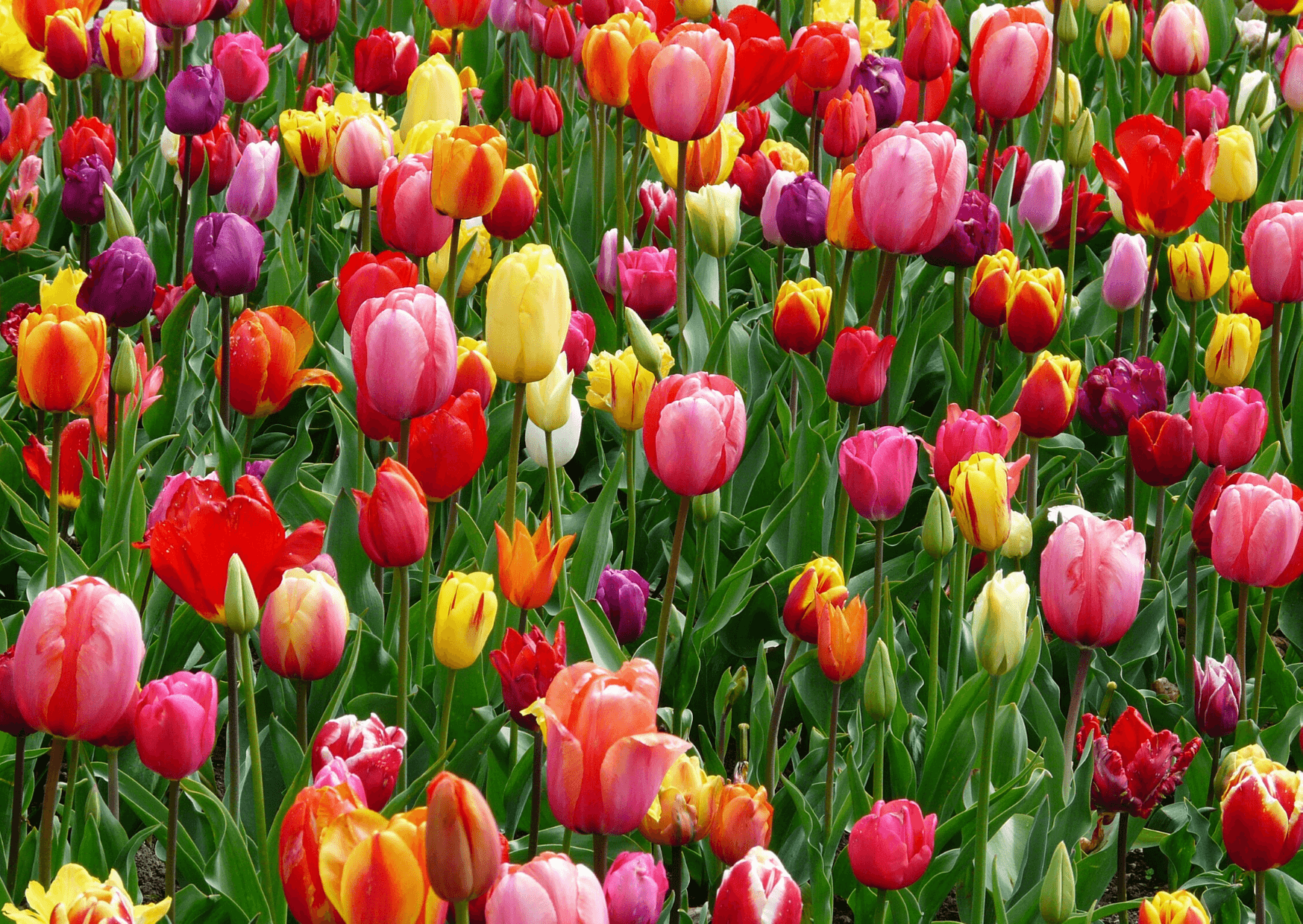 Mixed Tulips (Canva)