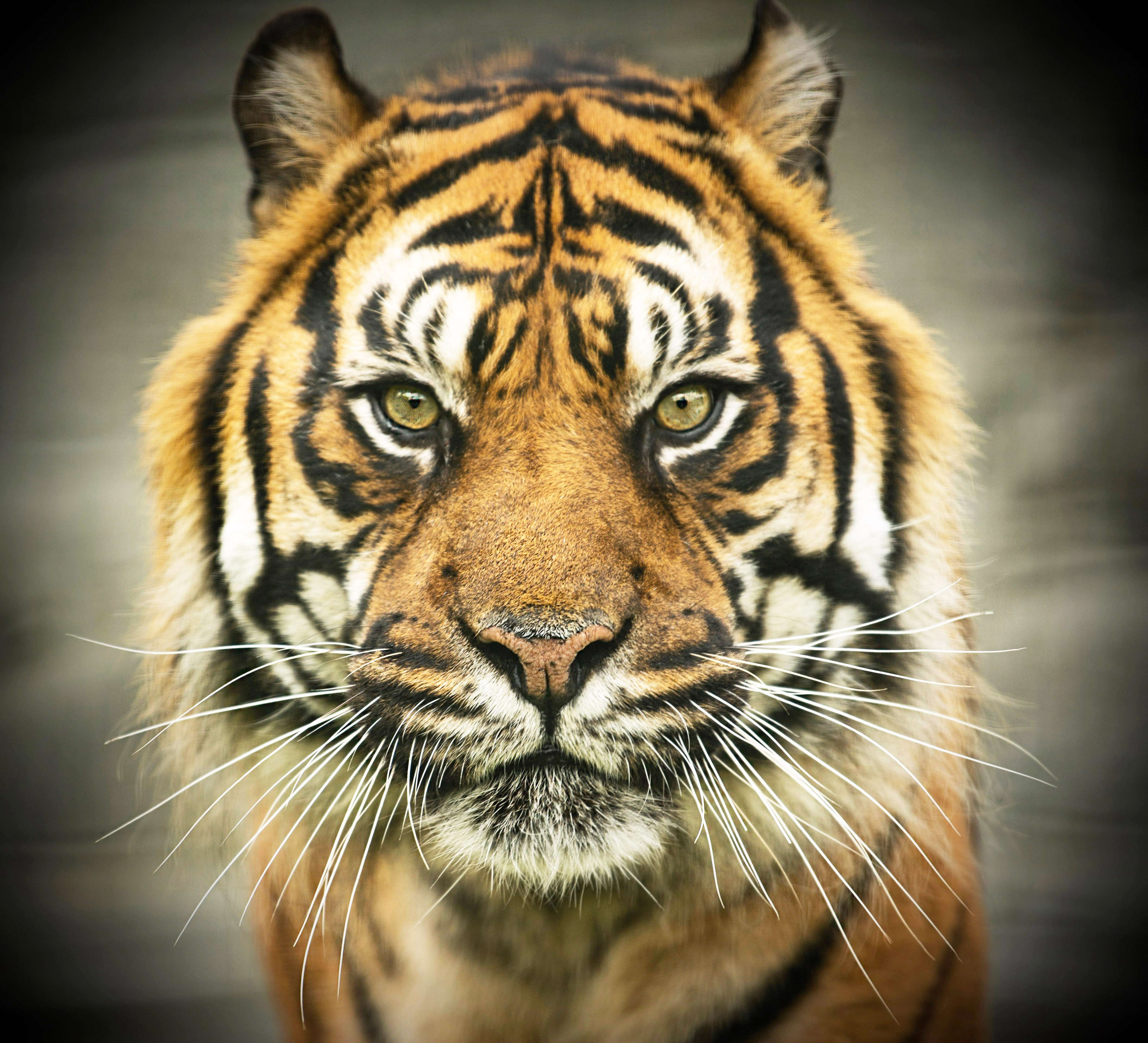 Big Cat Sanctuary 2019 Nias 9