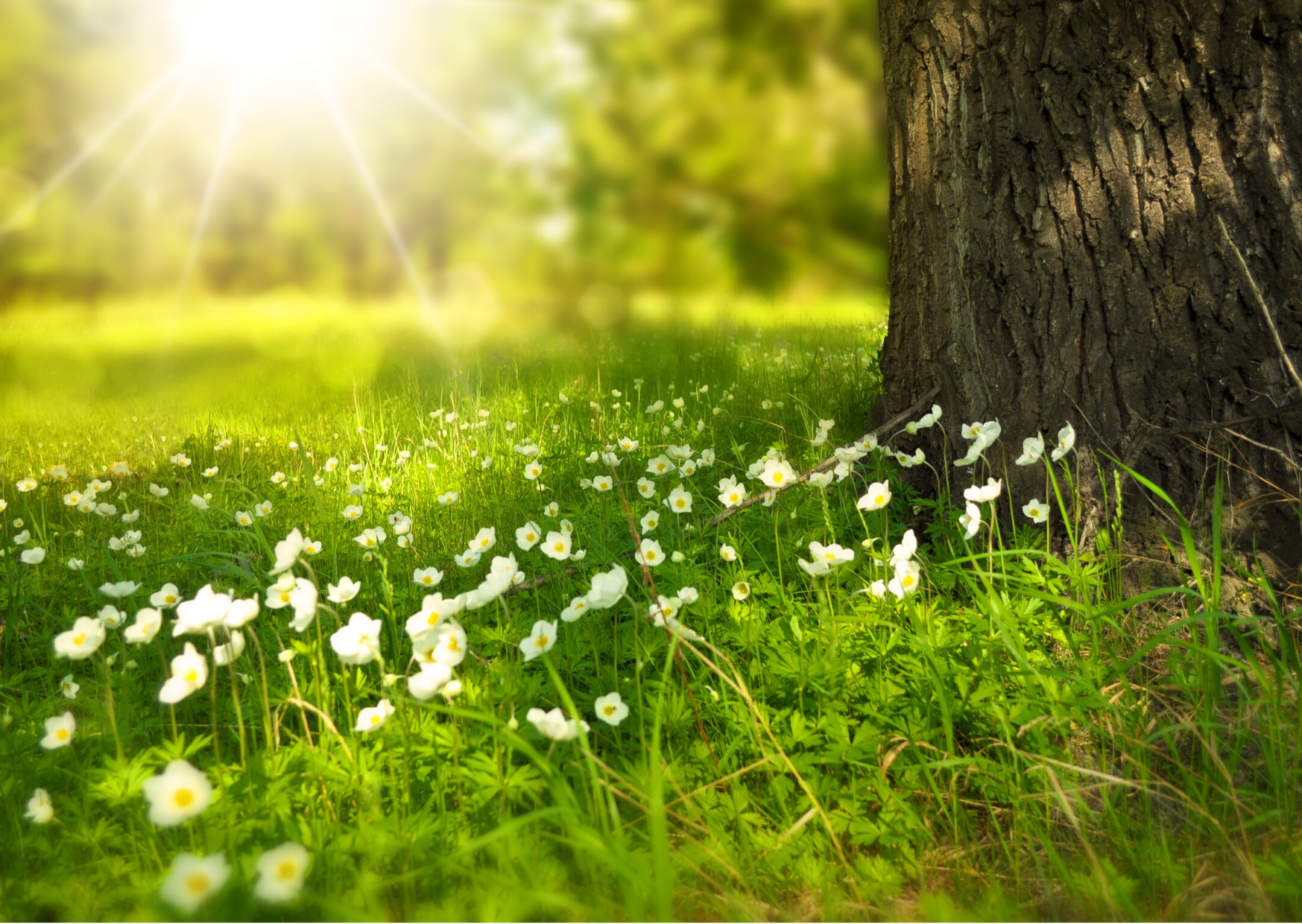 Grass Tree (Canva) (1)