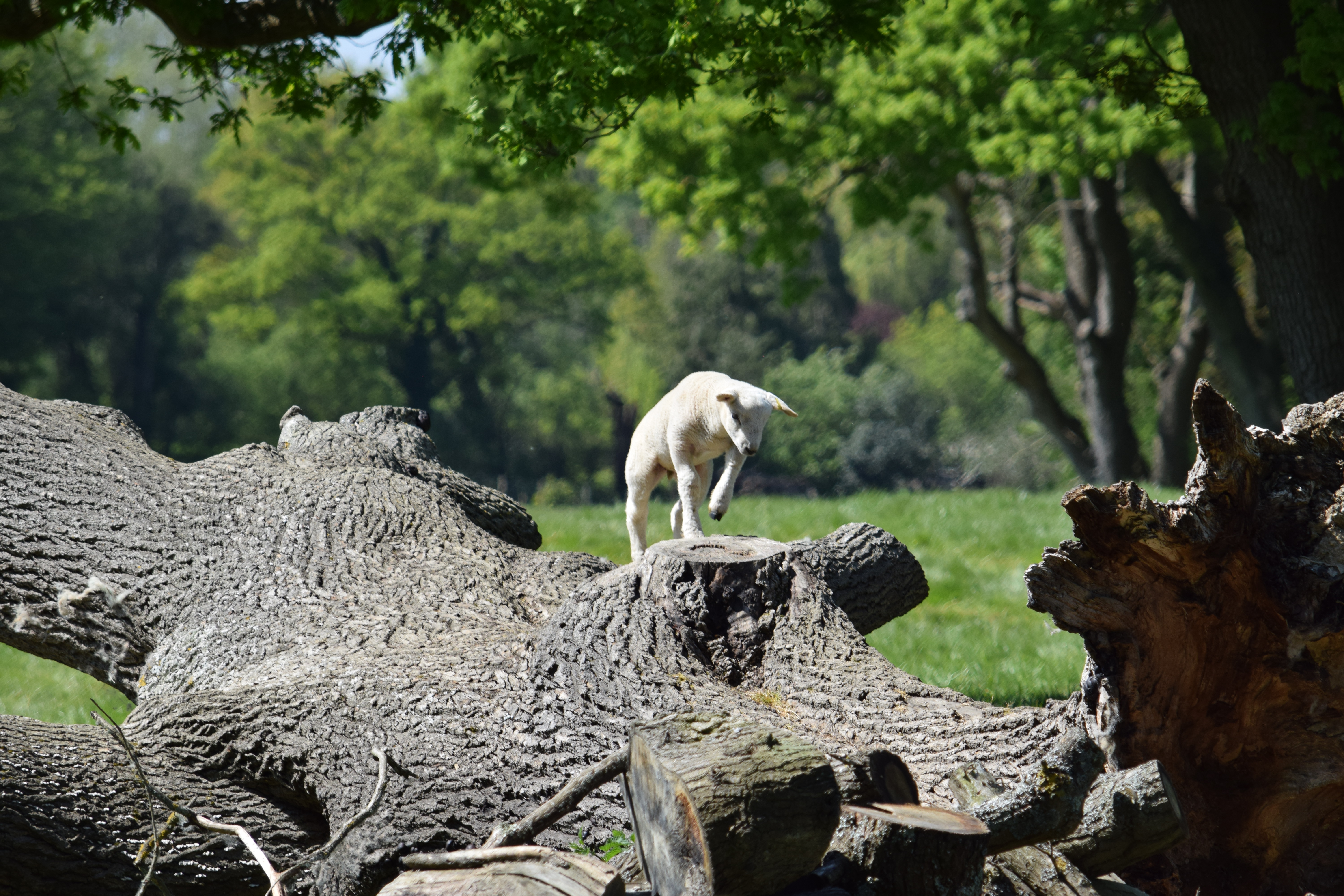 Alison Jane Miles (Insta @Ajmsnaps) Bethersden 1