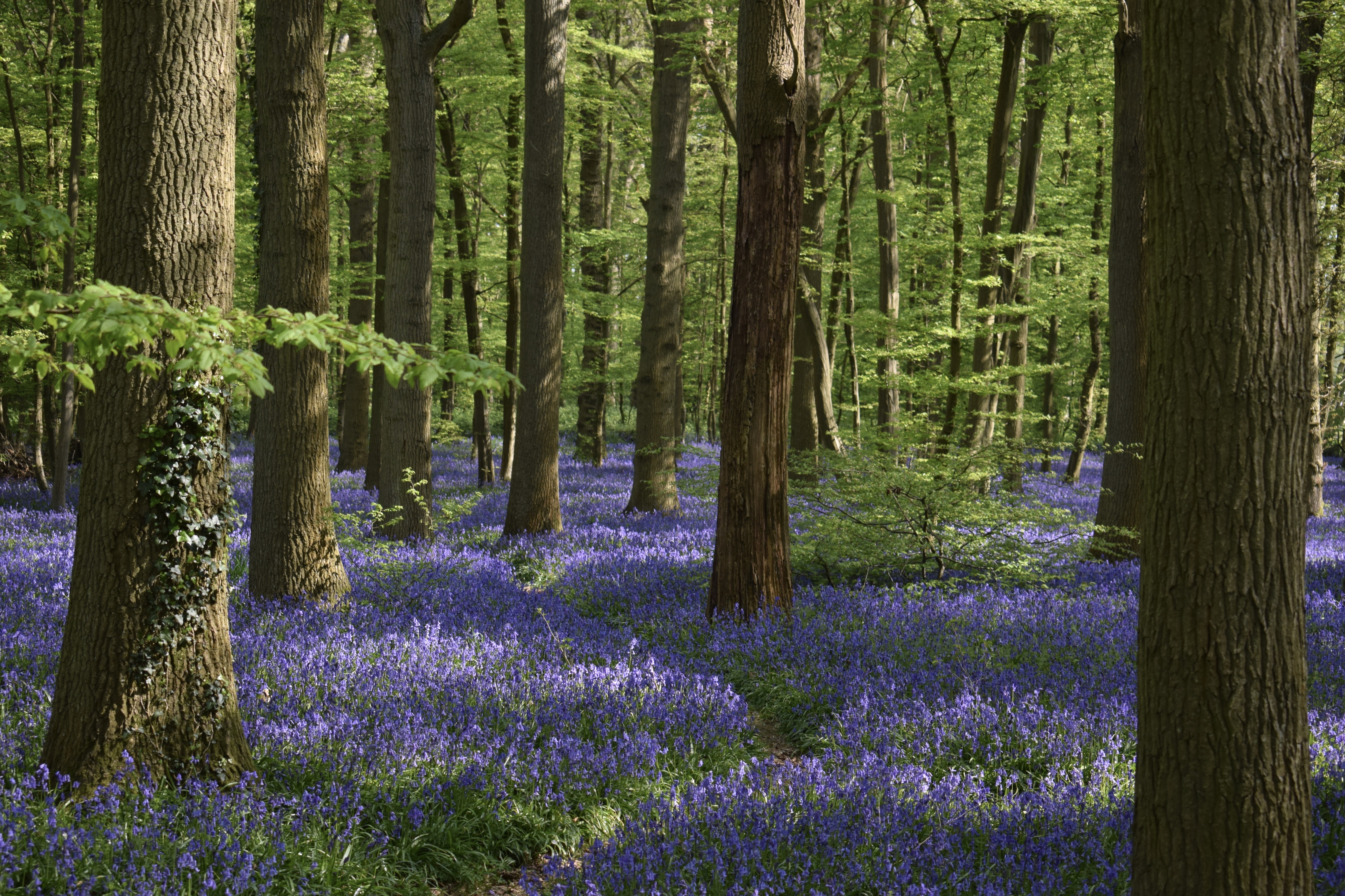 Alison Jane Miles (Insta @Ajmsnaps) Bethersden 2