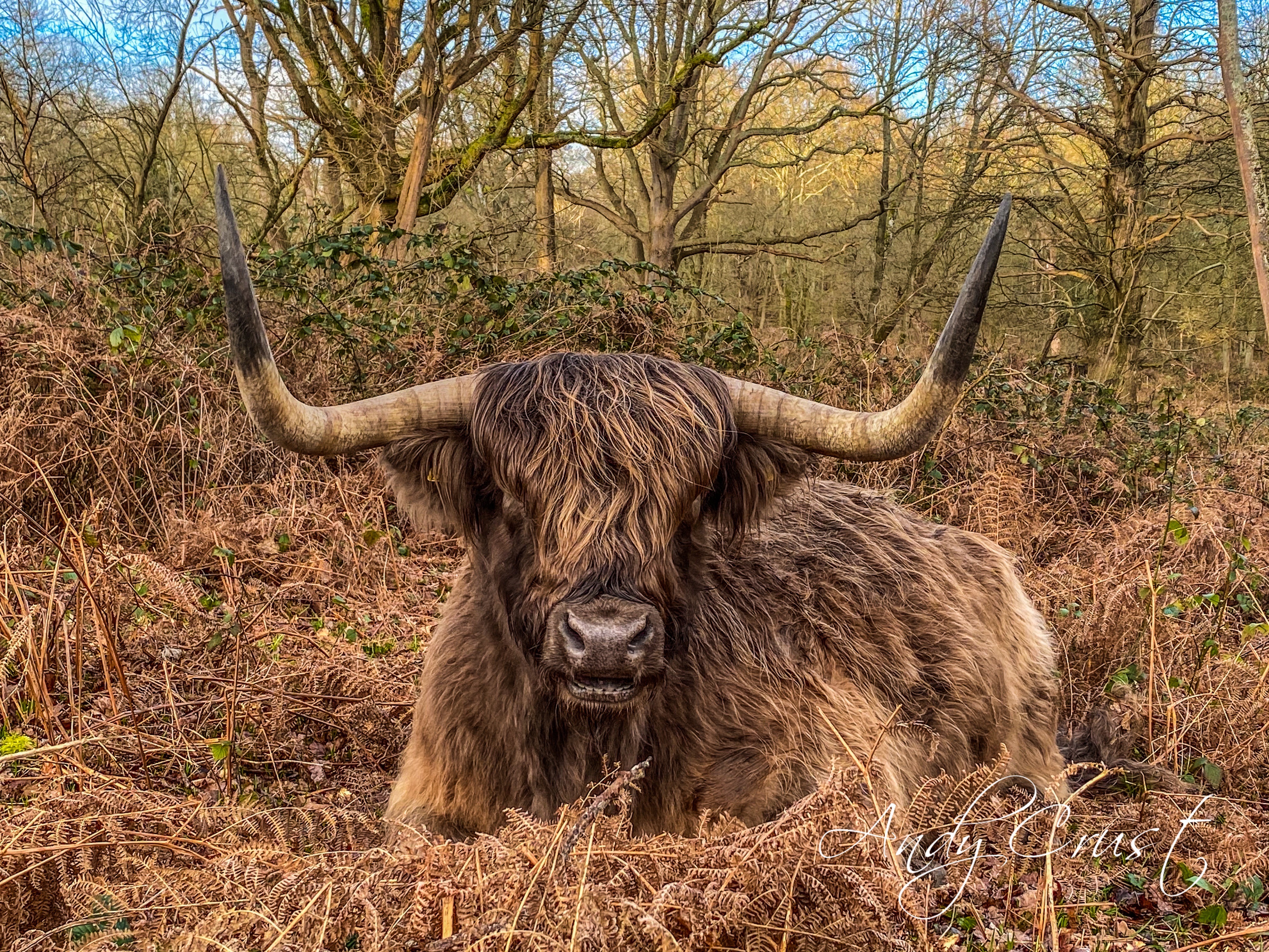 Andy Crust Hothfield Common 1