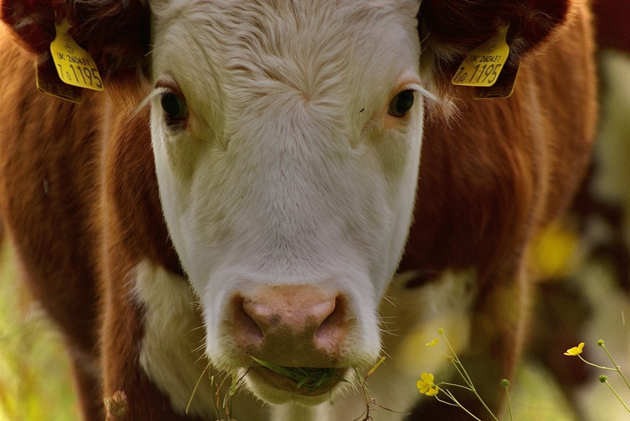 Bethany Loades (Insta Bethanytaylor.Photography) Public Footpath St. Michaels, Tenterden