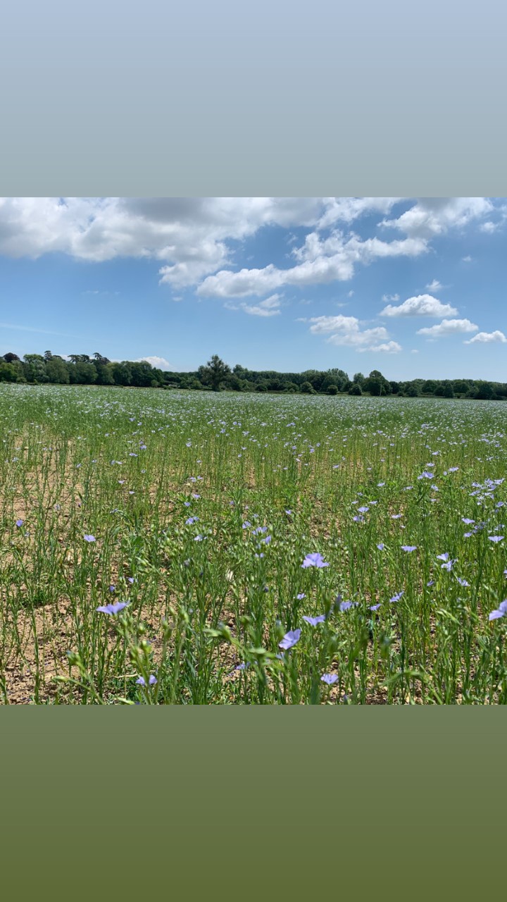 Chanelle Stokes Great Chart Cricket Club To Godinton House
