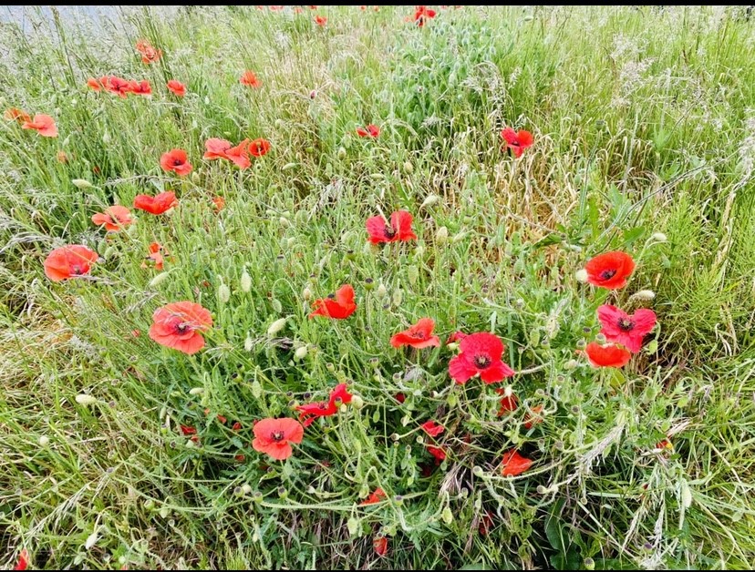 Corinne Hussein Poppies At Willesborough Cricket Ground
