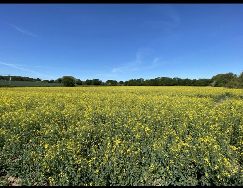 Corinne Hussein Looking Towards Little Burton From Givaudan Perfume Site
