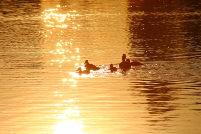 Daren Payne (Insta @Paynedaren) Conningbrook Lakes 1