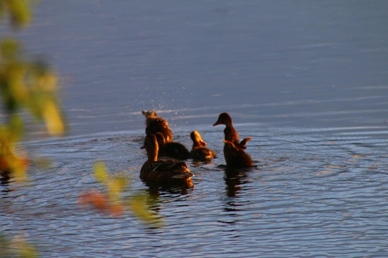 Daren Payne (Insta @Paynedaren) Conningbrook Lakes 4