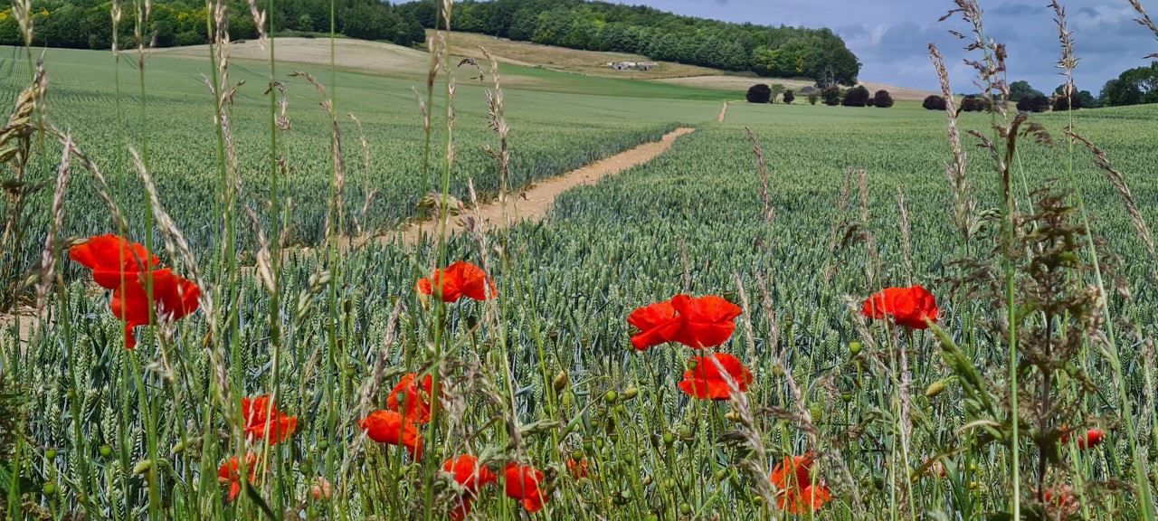 Ian Brisley Eastwell Manor Estate Poppies