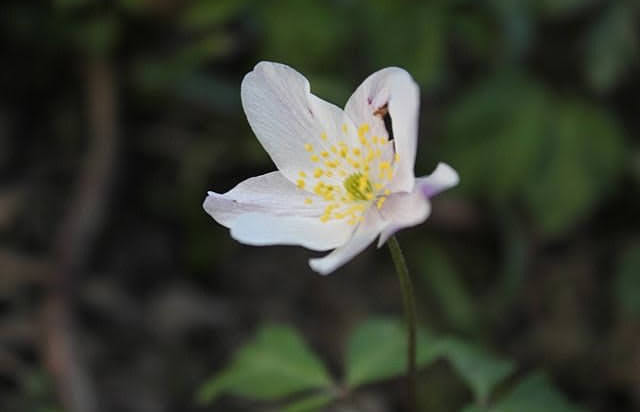 Kerry Cook (Insta @K.C Phxtography) Hamstreet Flower