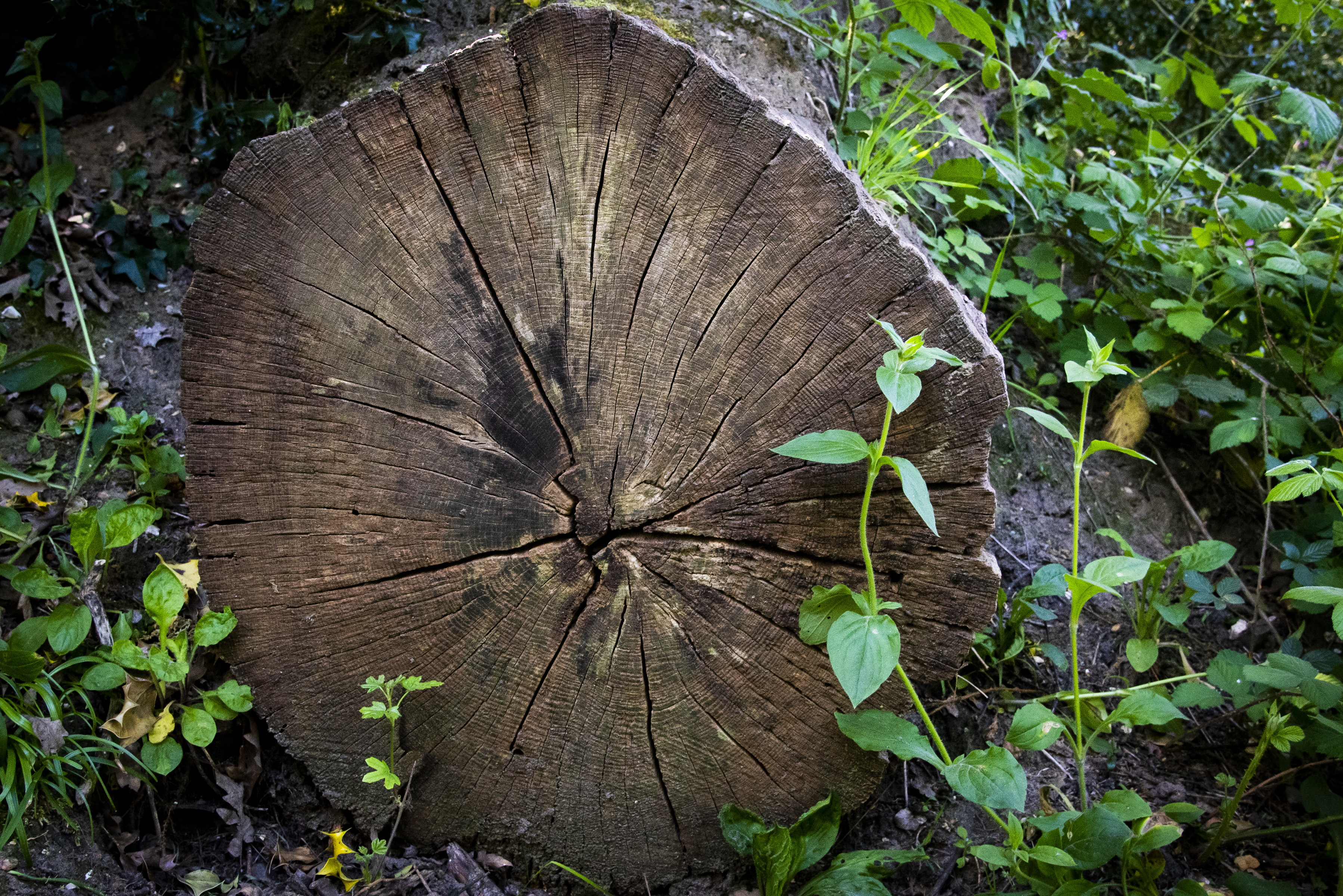 Kevin Miles (Insta @Kevothephoto) Sawn Tree Willesborough Lees