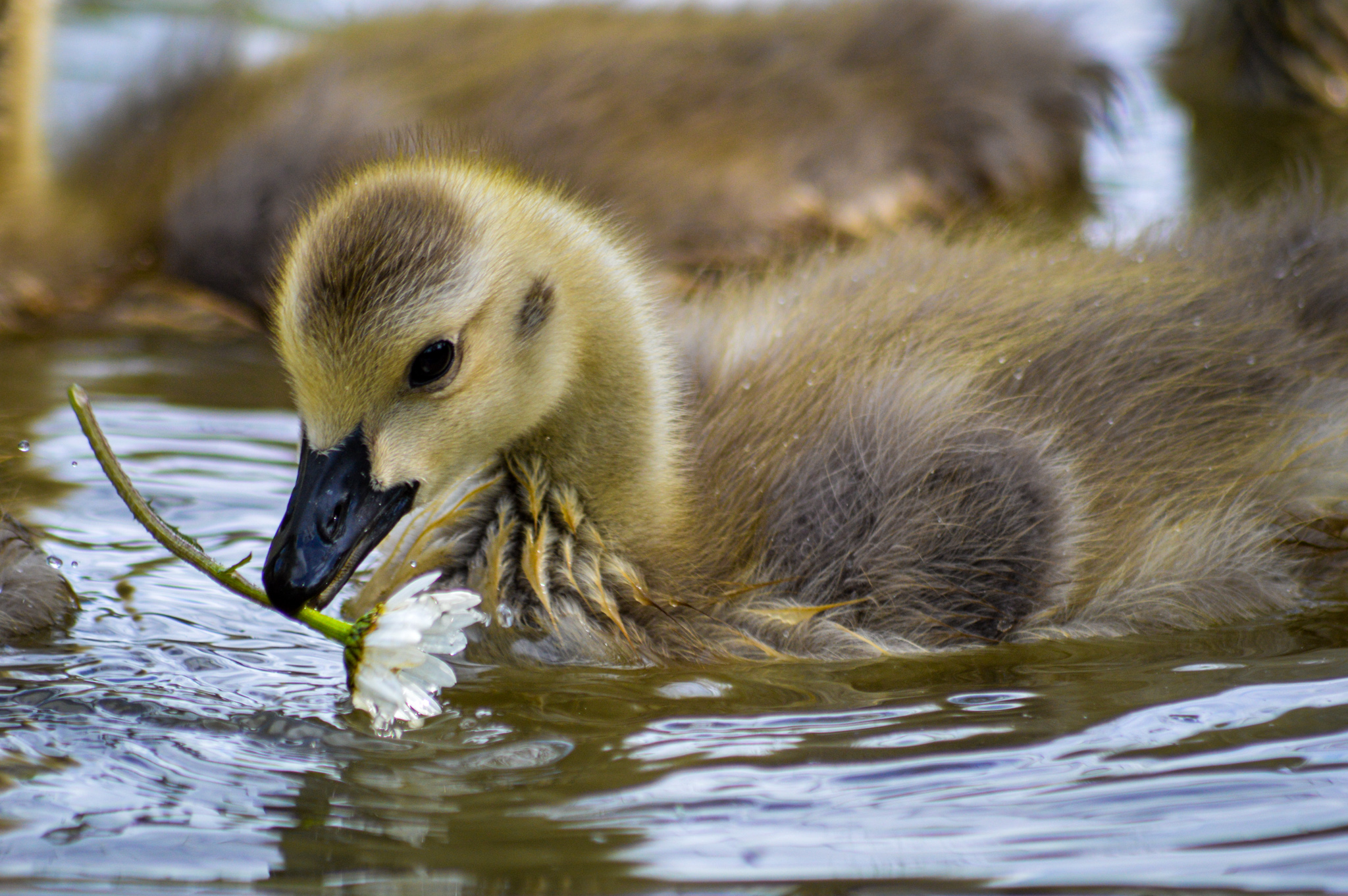 Lottie Ashlee Canadian Gosling In Bethersden