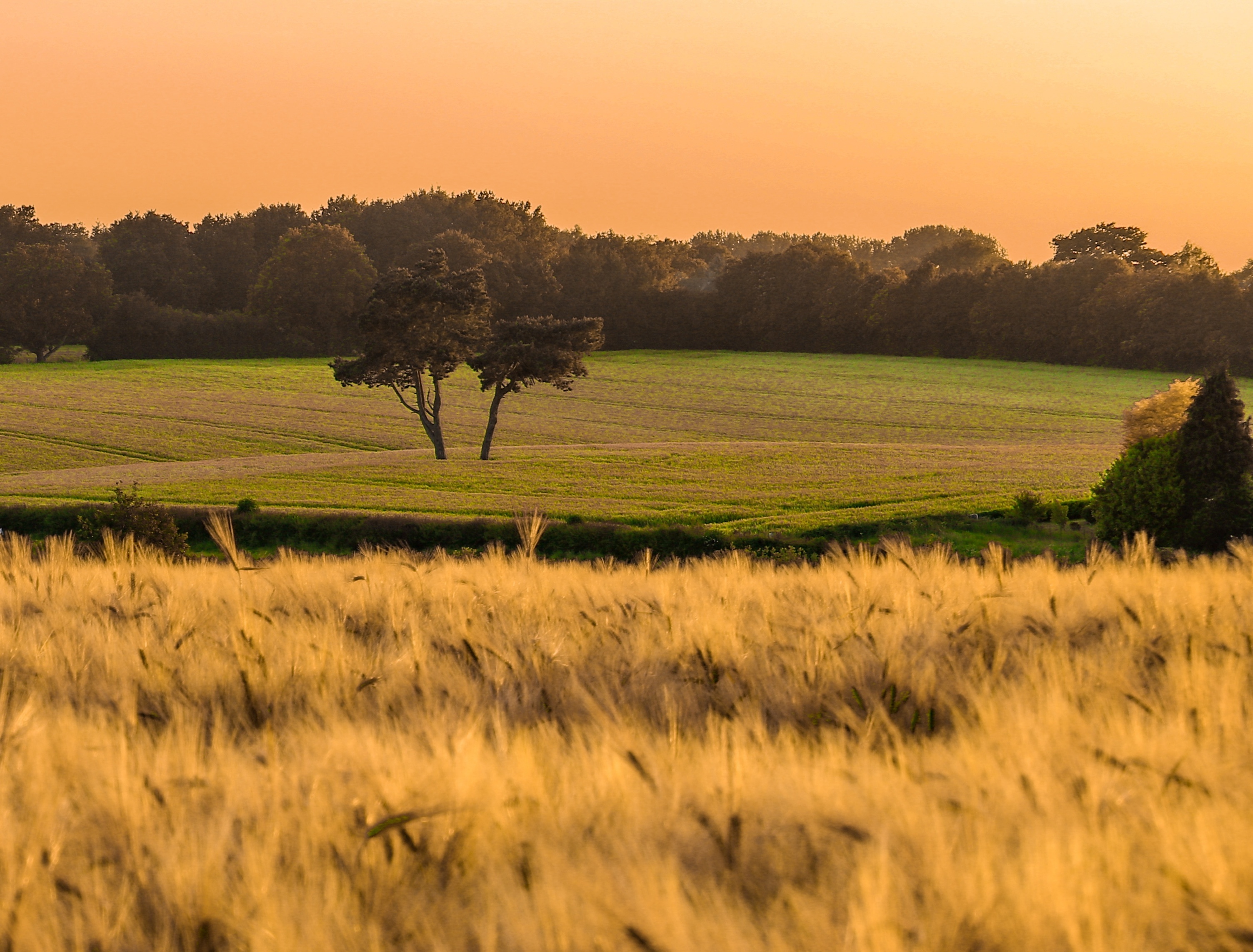 Mariusz Neuman 03. Ashford Pemberton