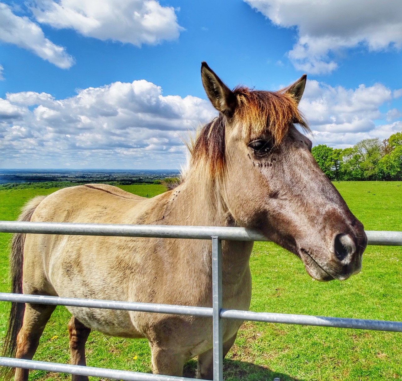 Mark Gostling Brook Horse