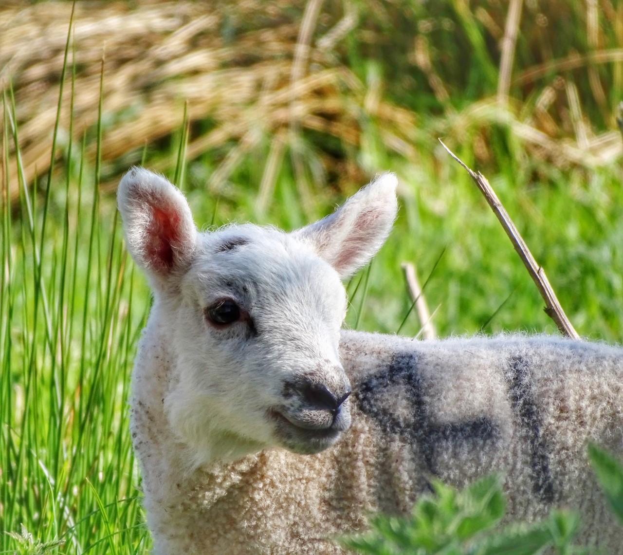 Mark Gostling Heron Hinxhill Lamb