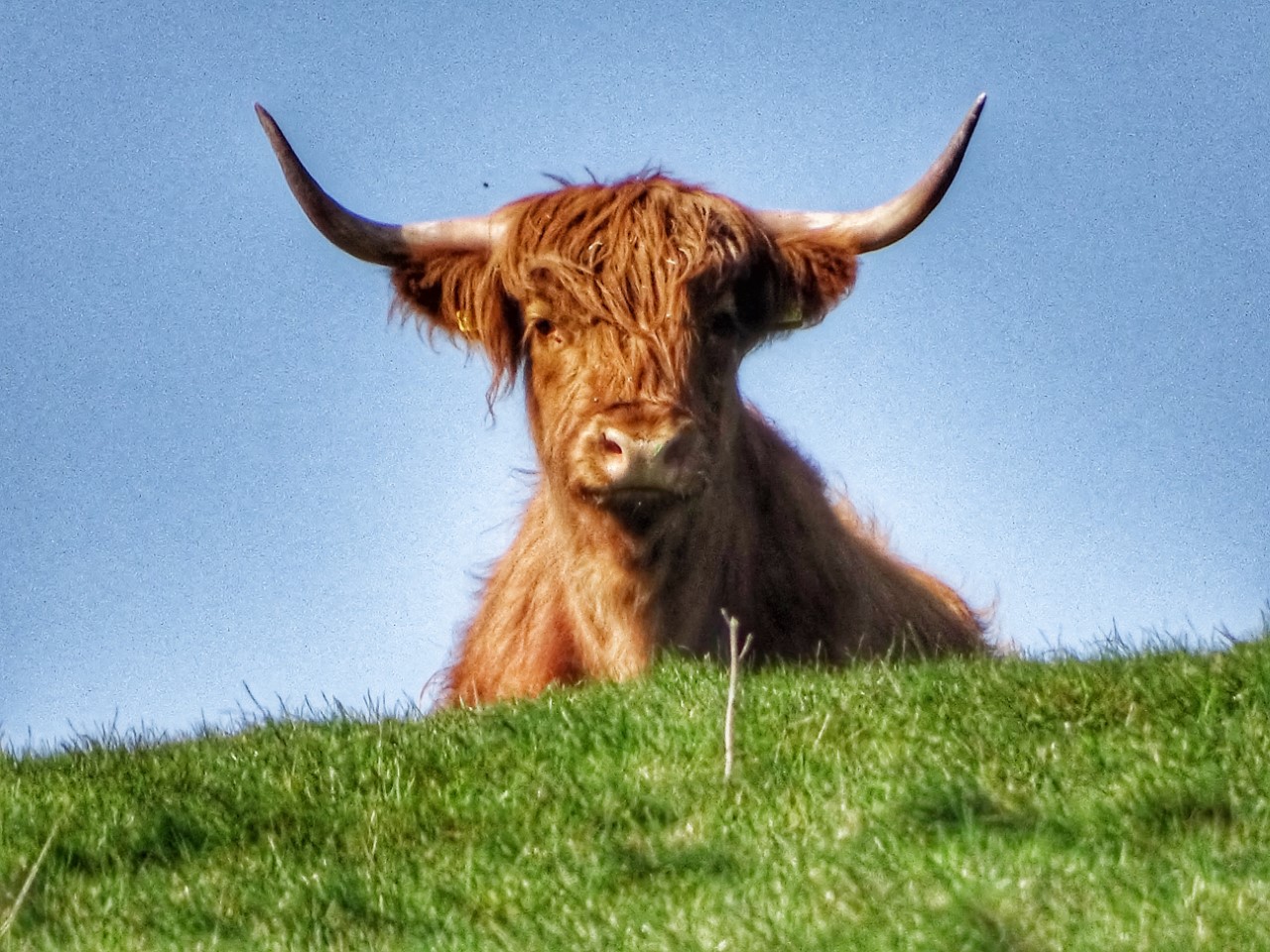 Mark Gostling Highland Cattle Brook