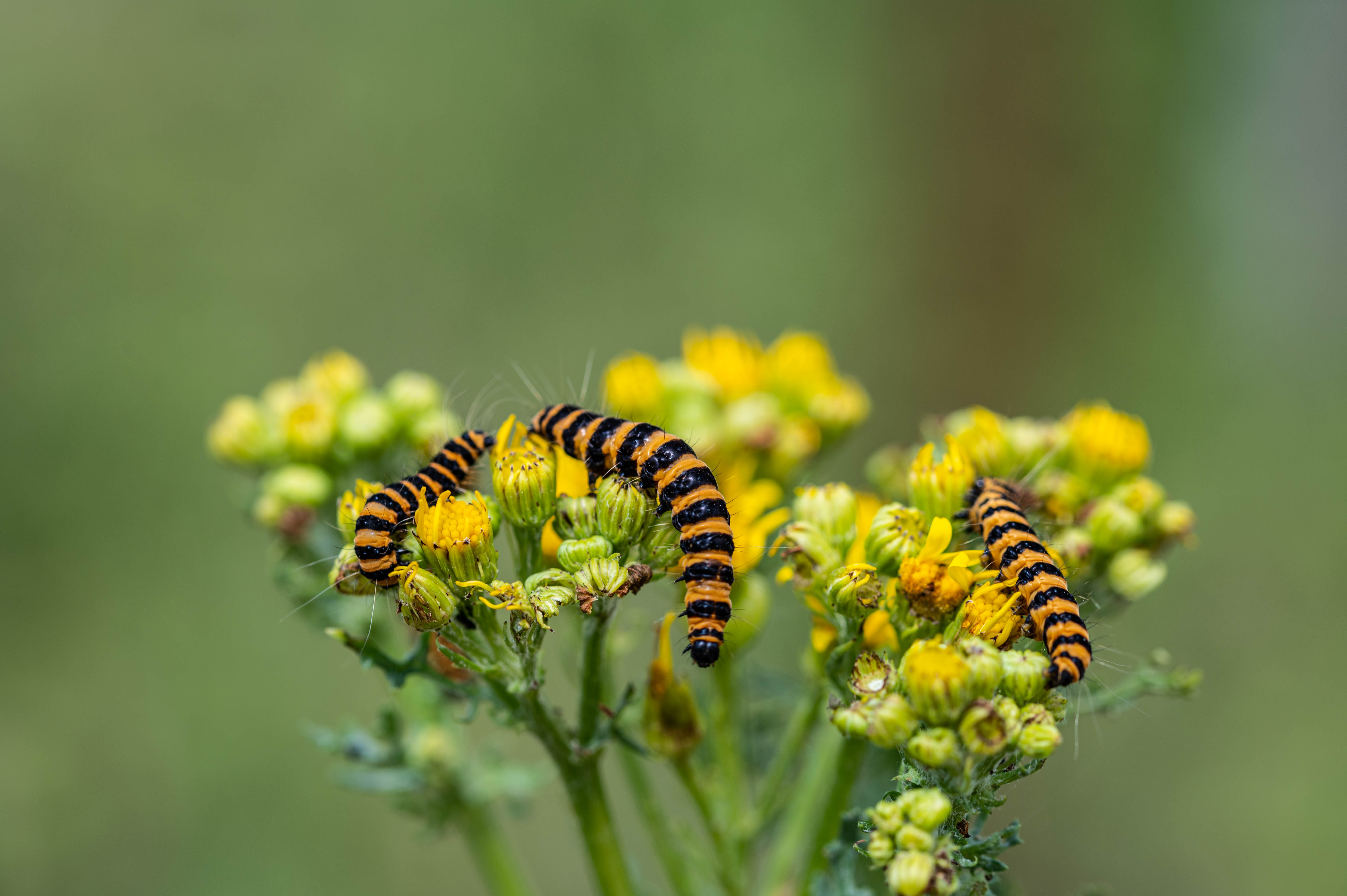 Matt Harris (Insta @Matt Harris ) Finberry Village 1