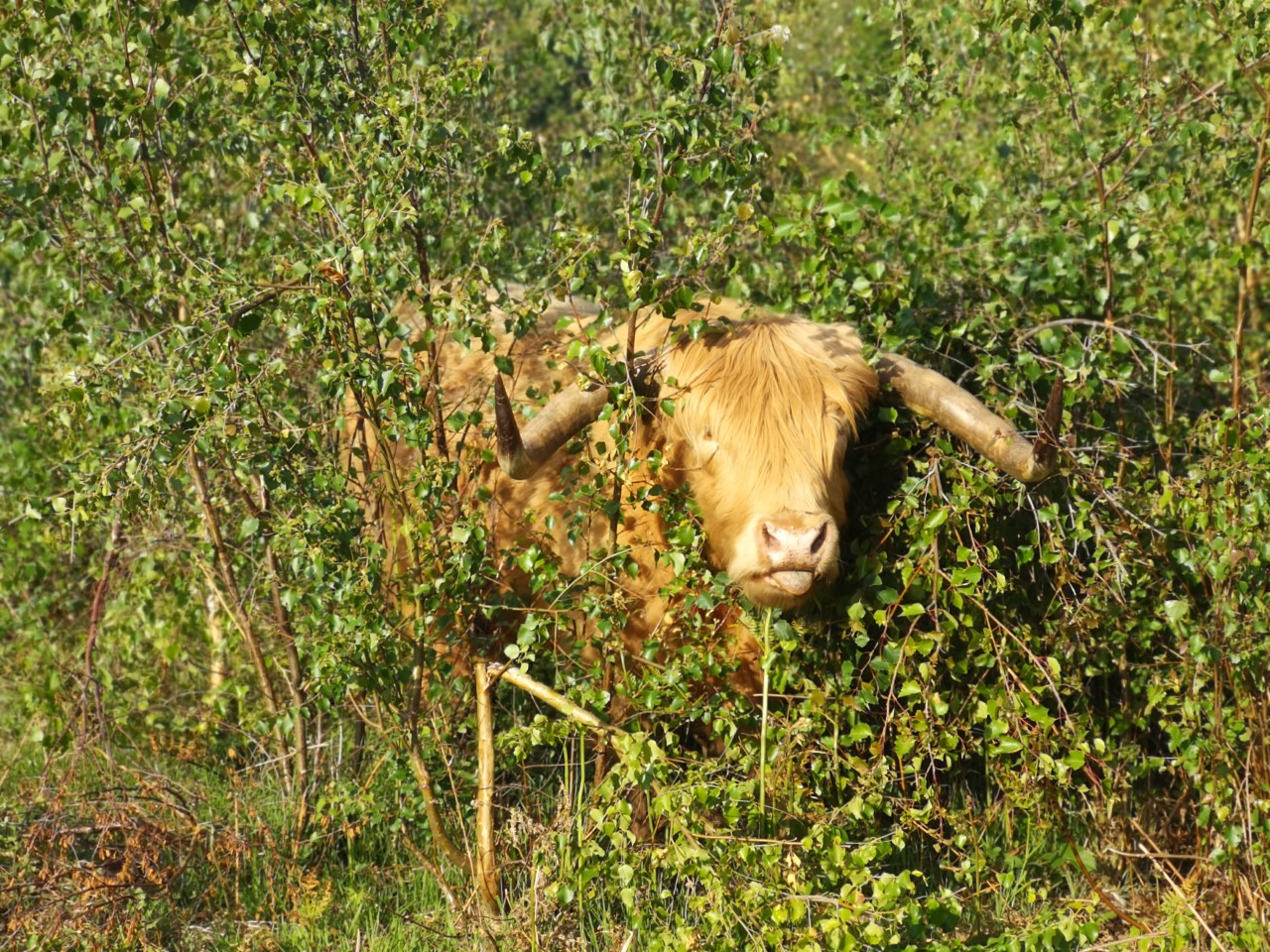 Melissa Dawkins Hothfield Common 1