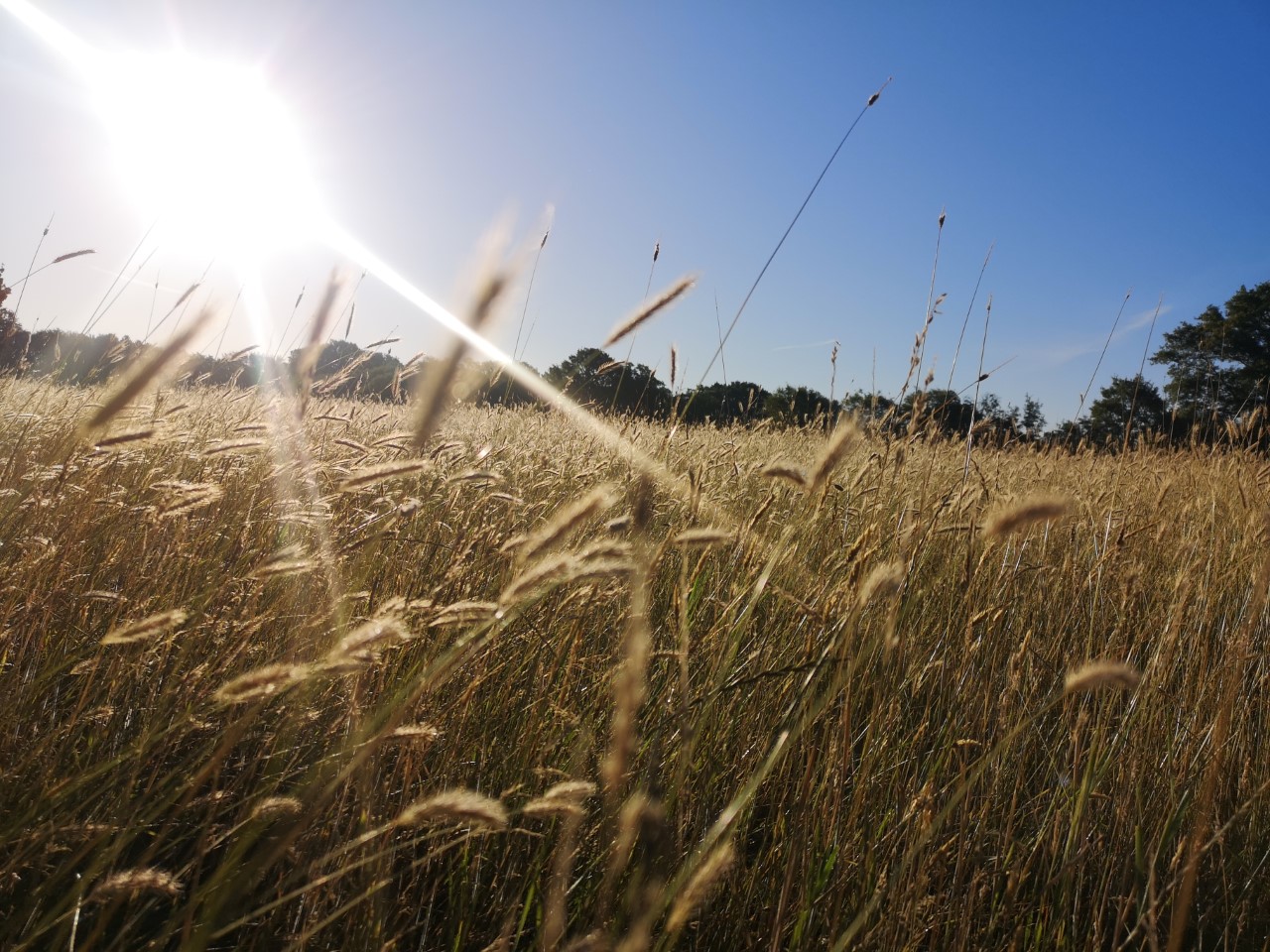 Melissa Dawkins Near Smarden