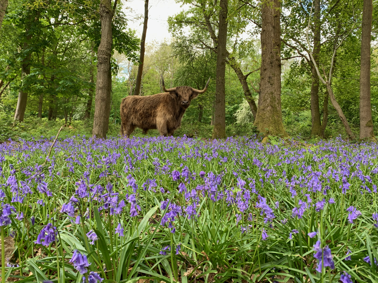 Michael Watts Hothfield Common Highlandcowinbluebells