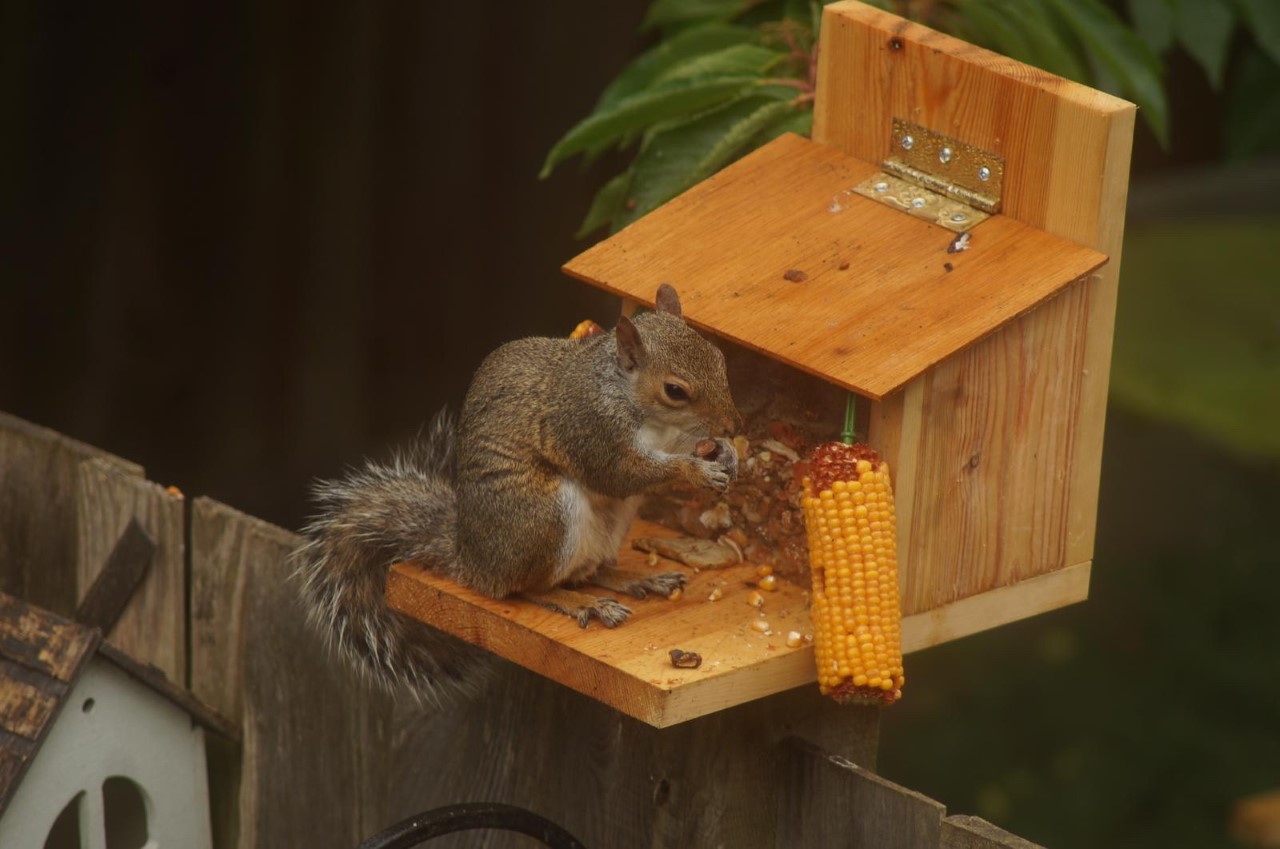 Michaela Barton Squirrel 1