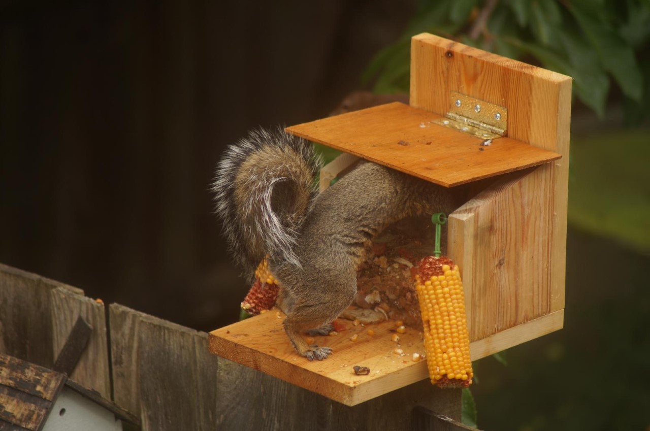 Michaela Barton Squirrel 2 Chilham