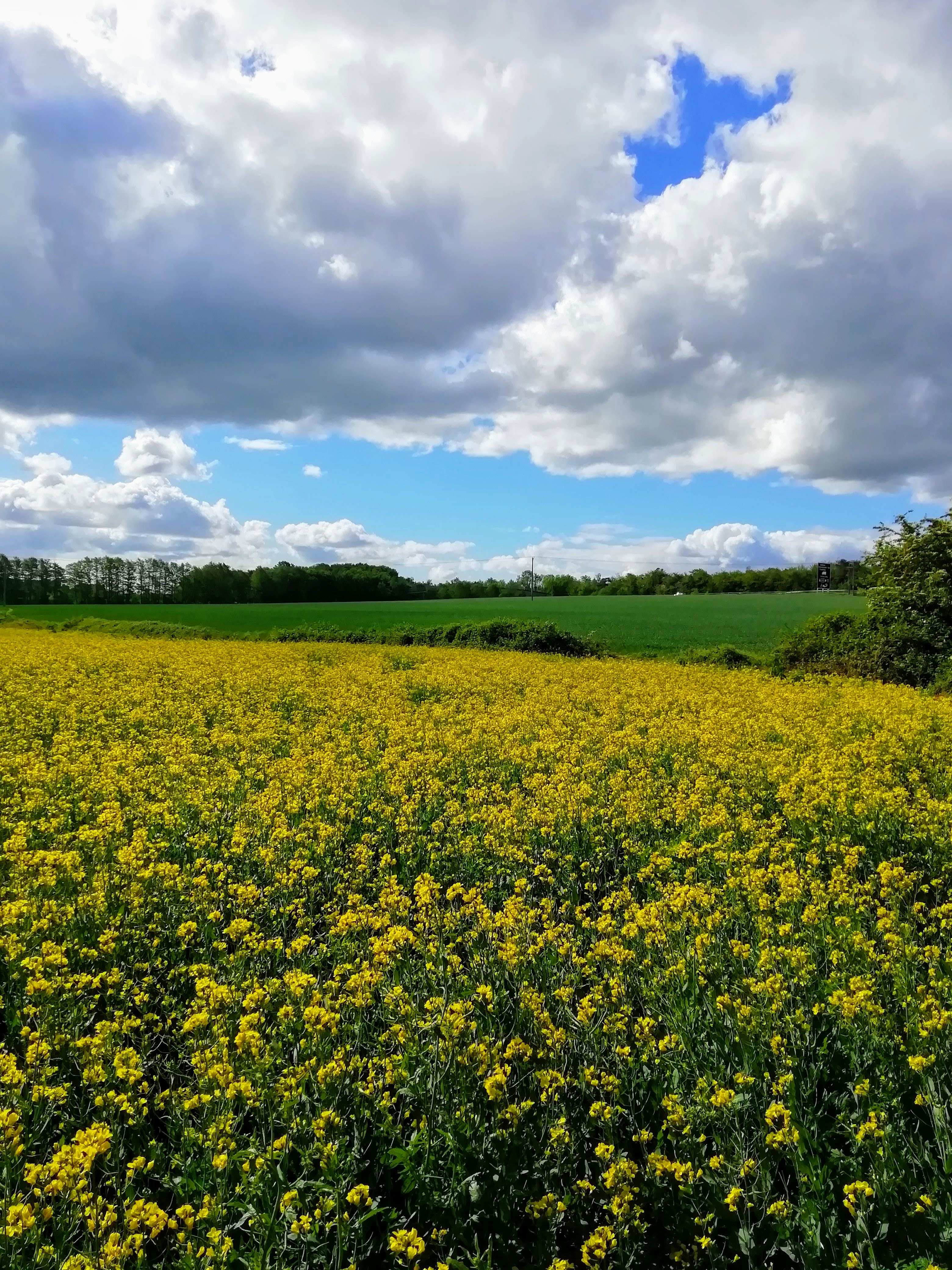 Nigel Humphries Batchelors Walk