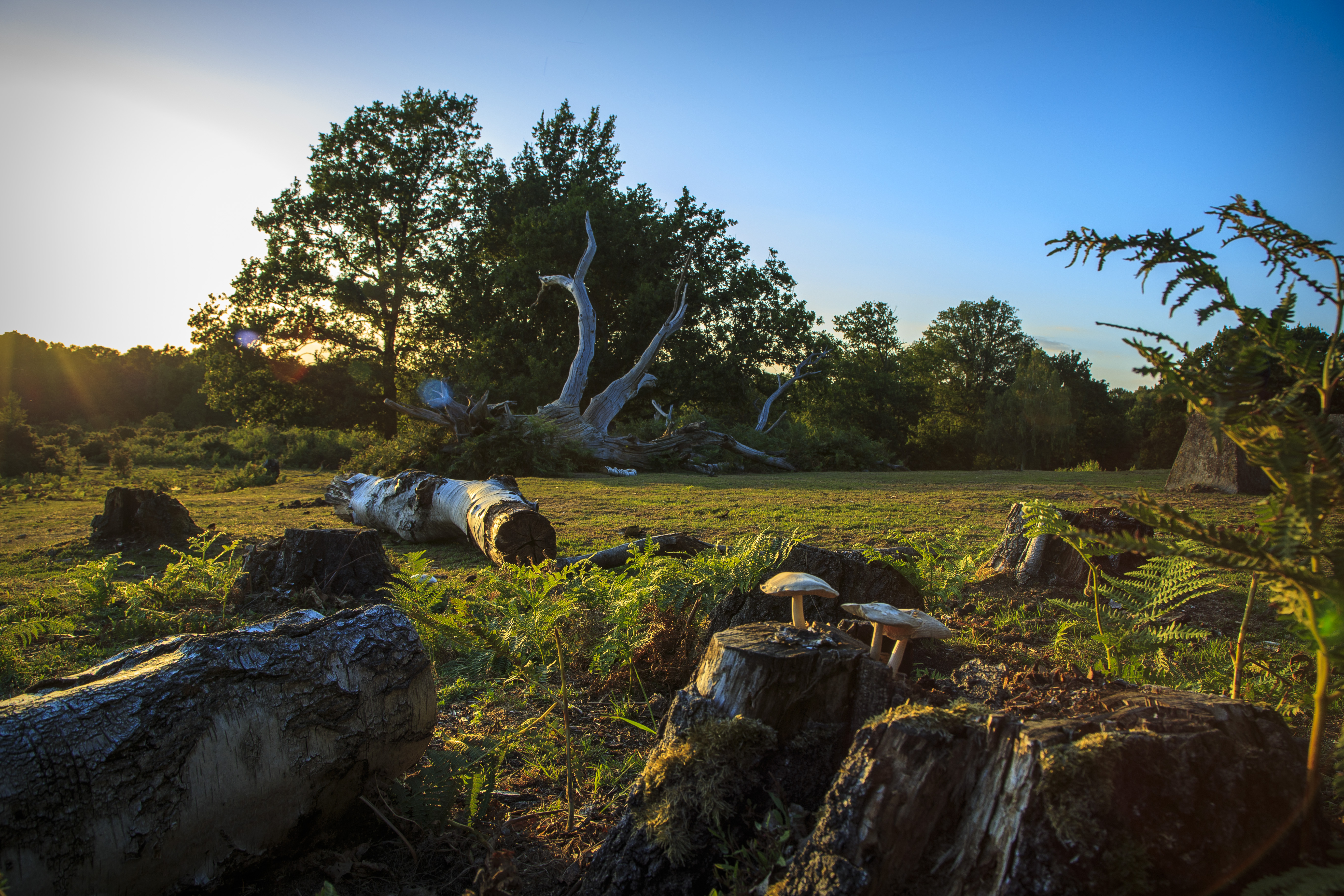 Robert Anderson Hothfield Commons