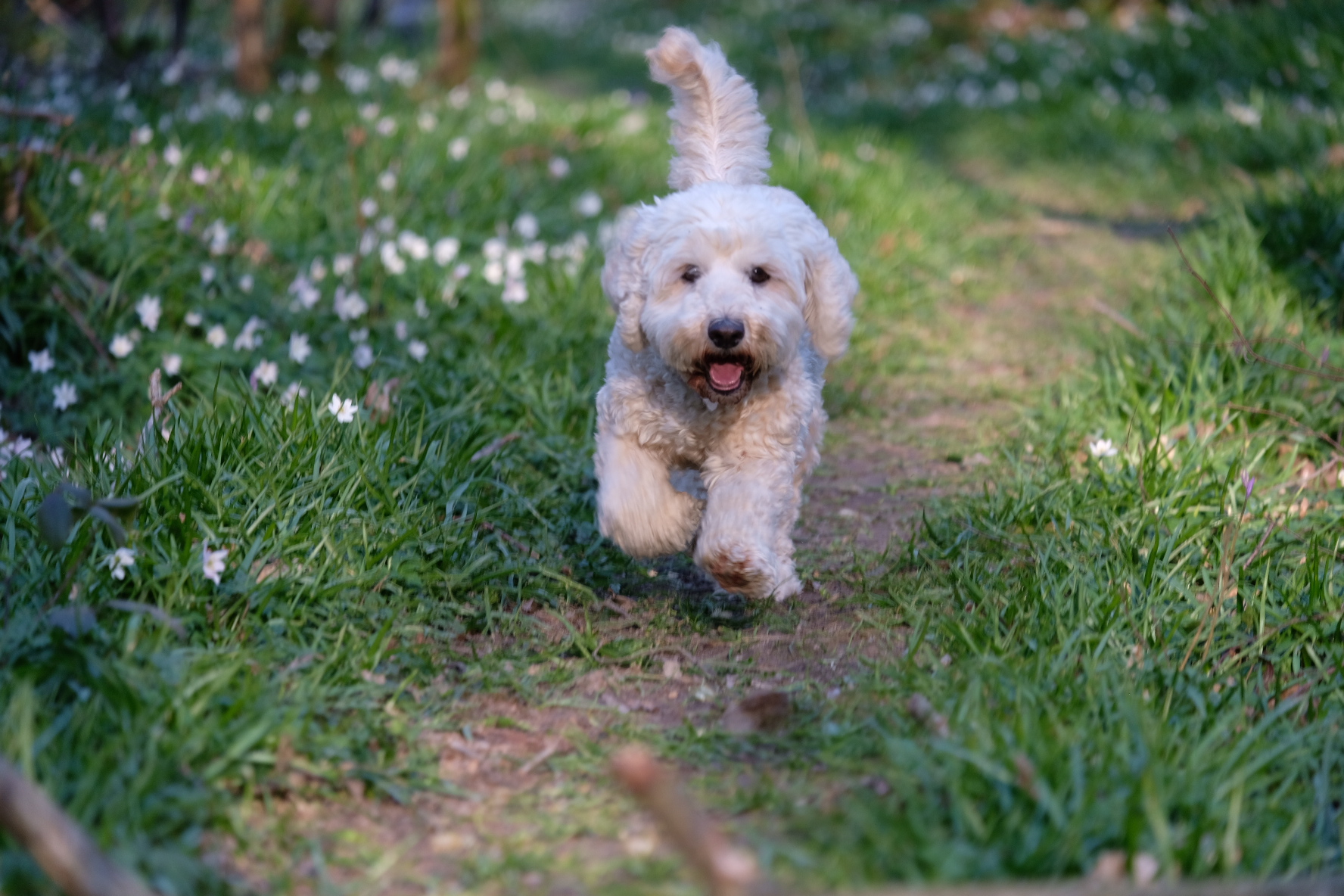 Roger Lightfoot Woodchurch 2