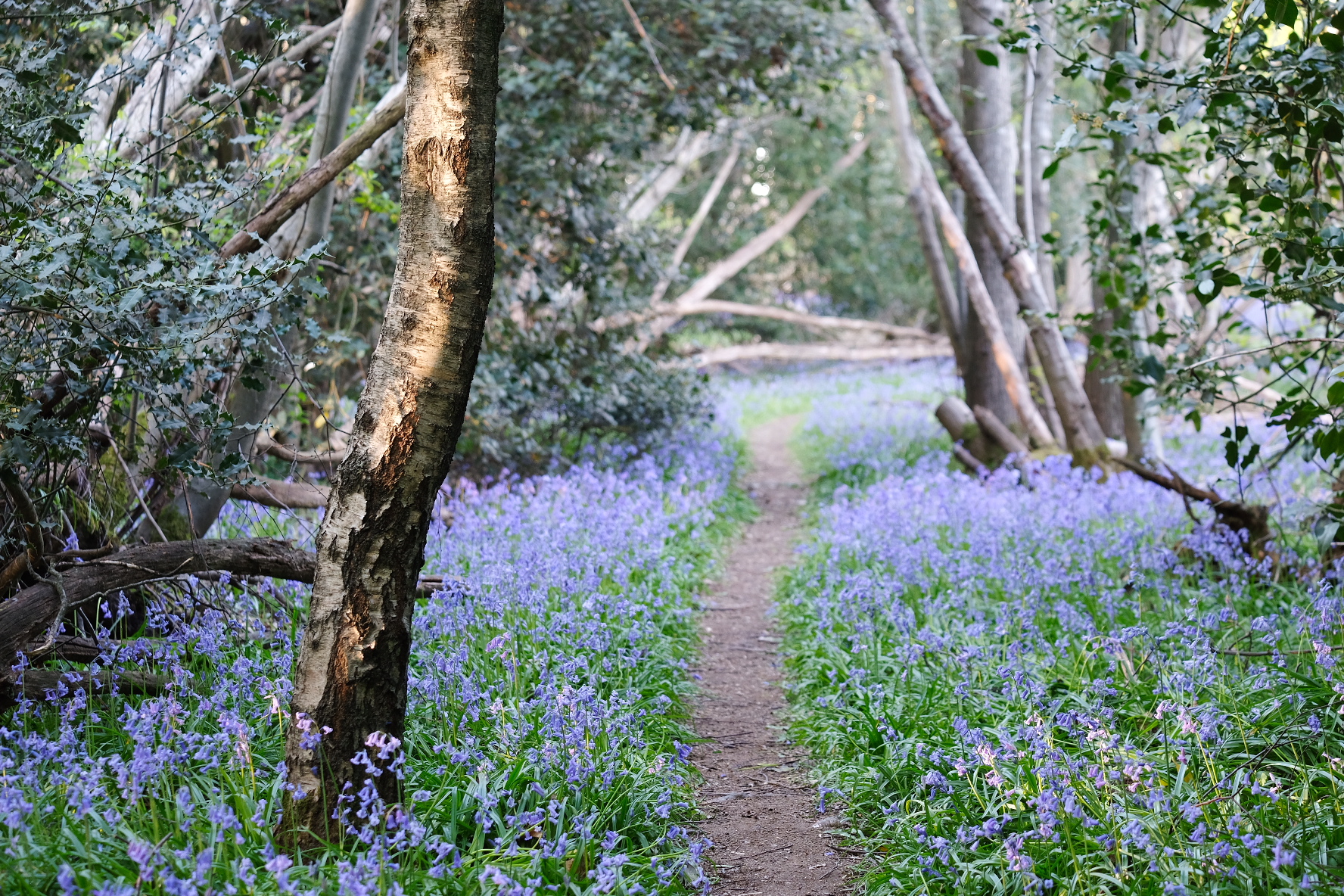 Roger Lightfoot Woodchurch 3