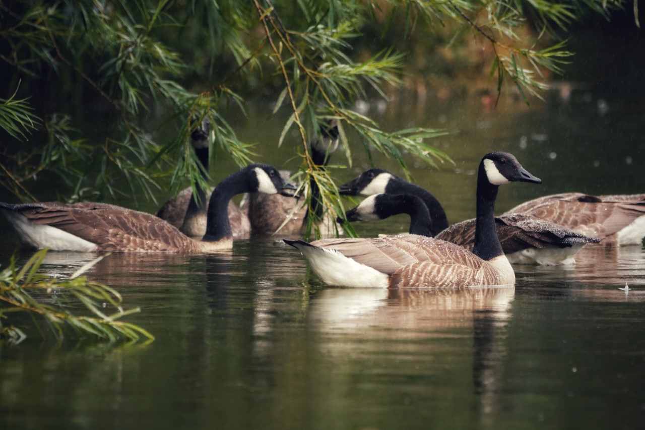 Shae Crawley (Insta @Shae Crawley) Singleton Lake