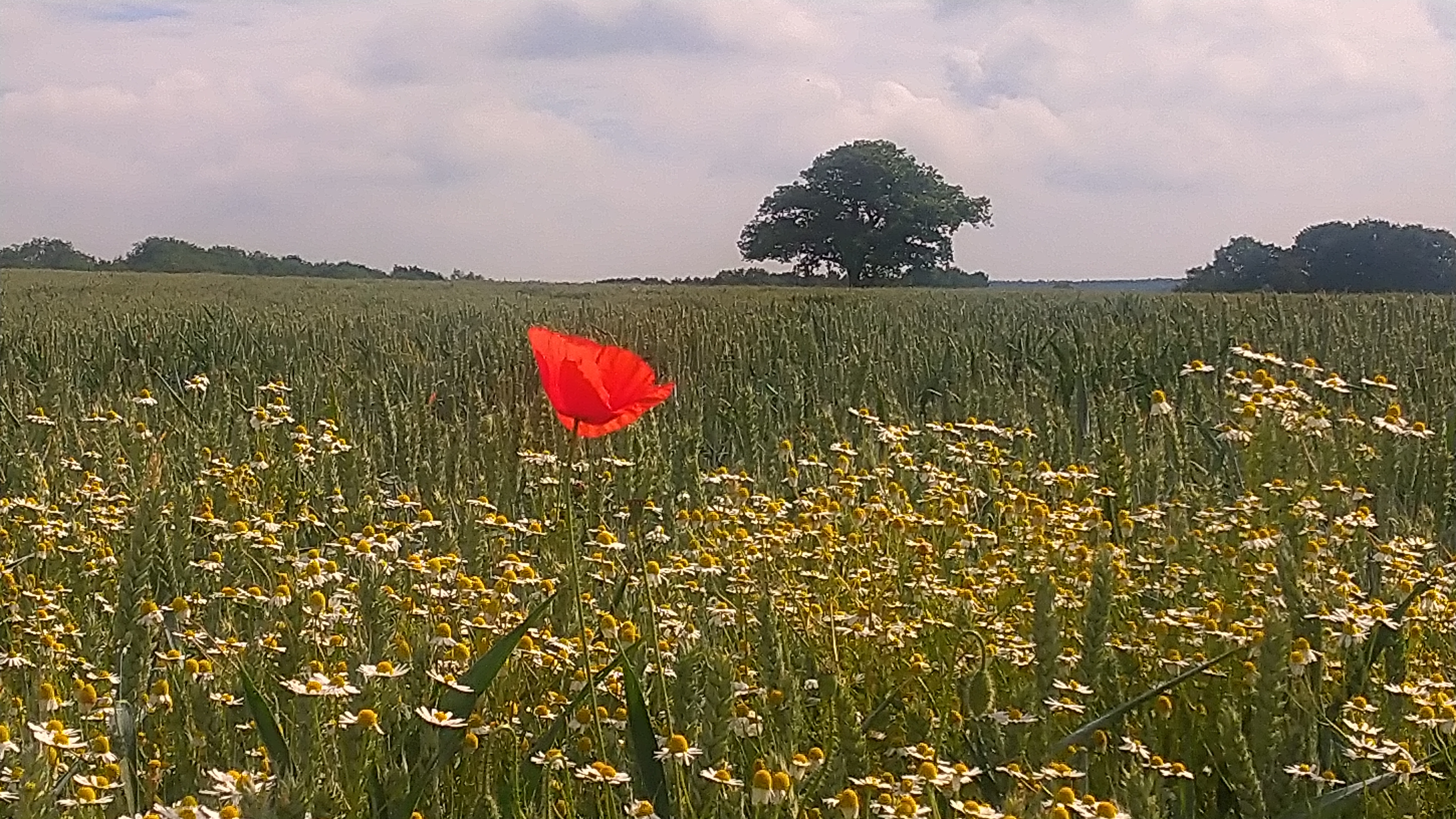 Sharon Barkley Charing Heath