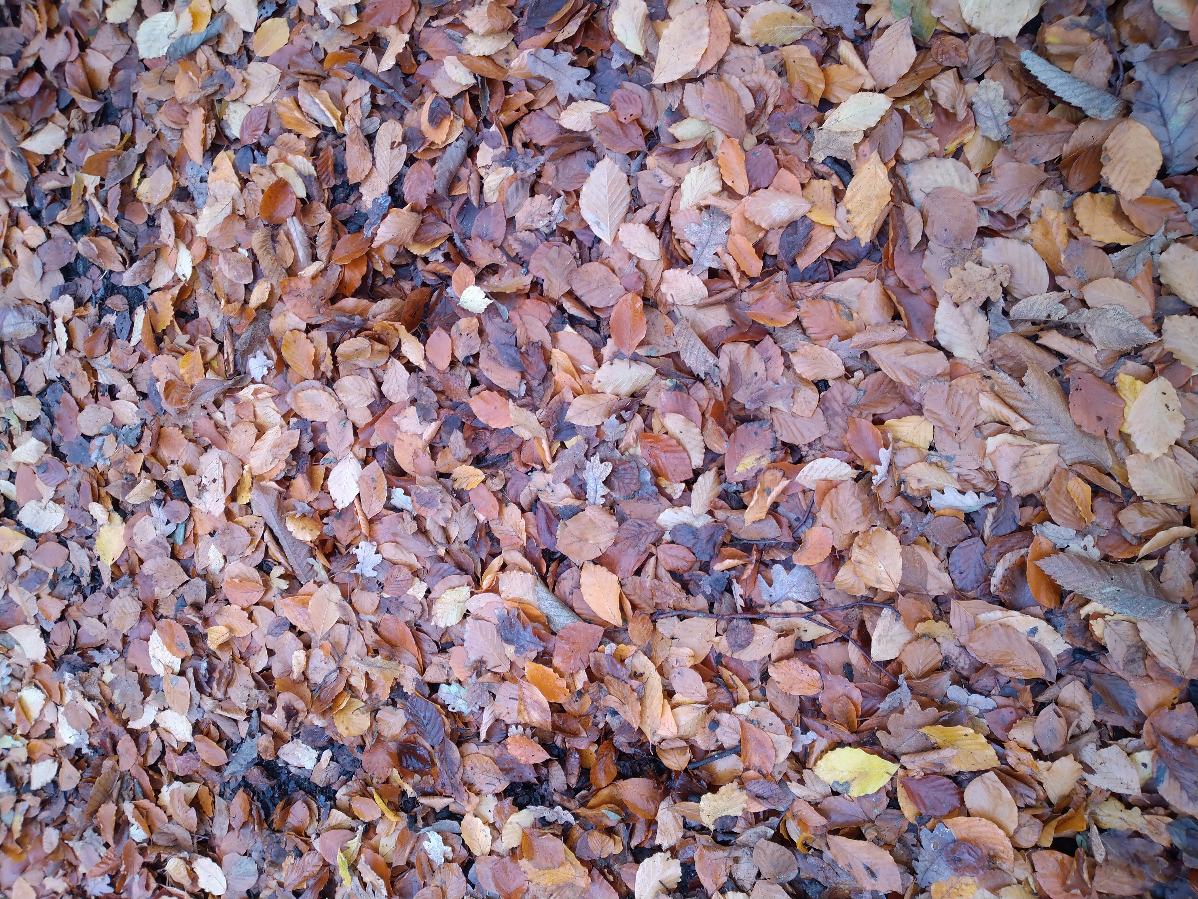 Sharon Barkley Hothfield