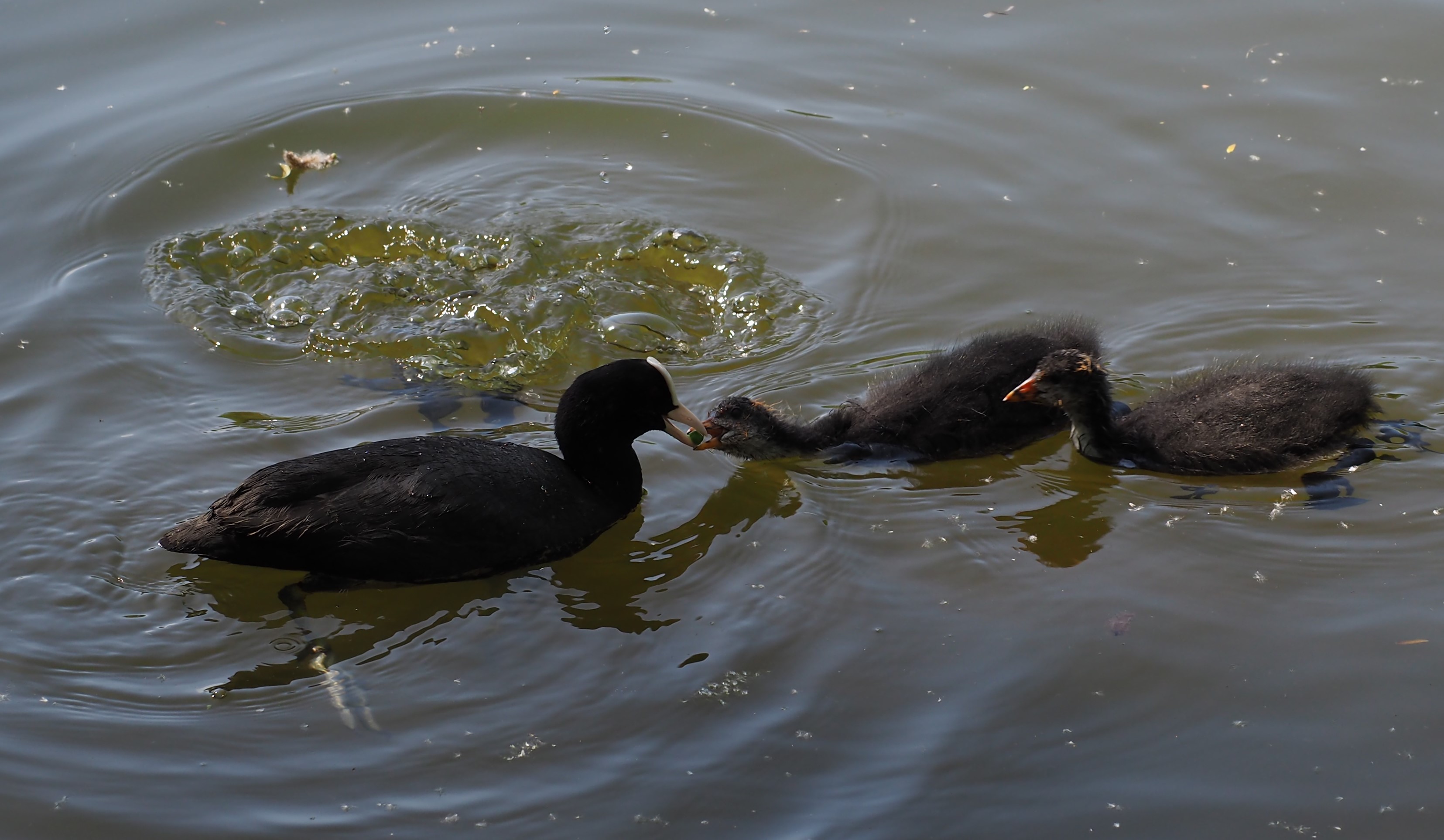 Steve Jackson Coot On Singleton Lake