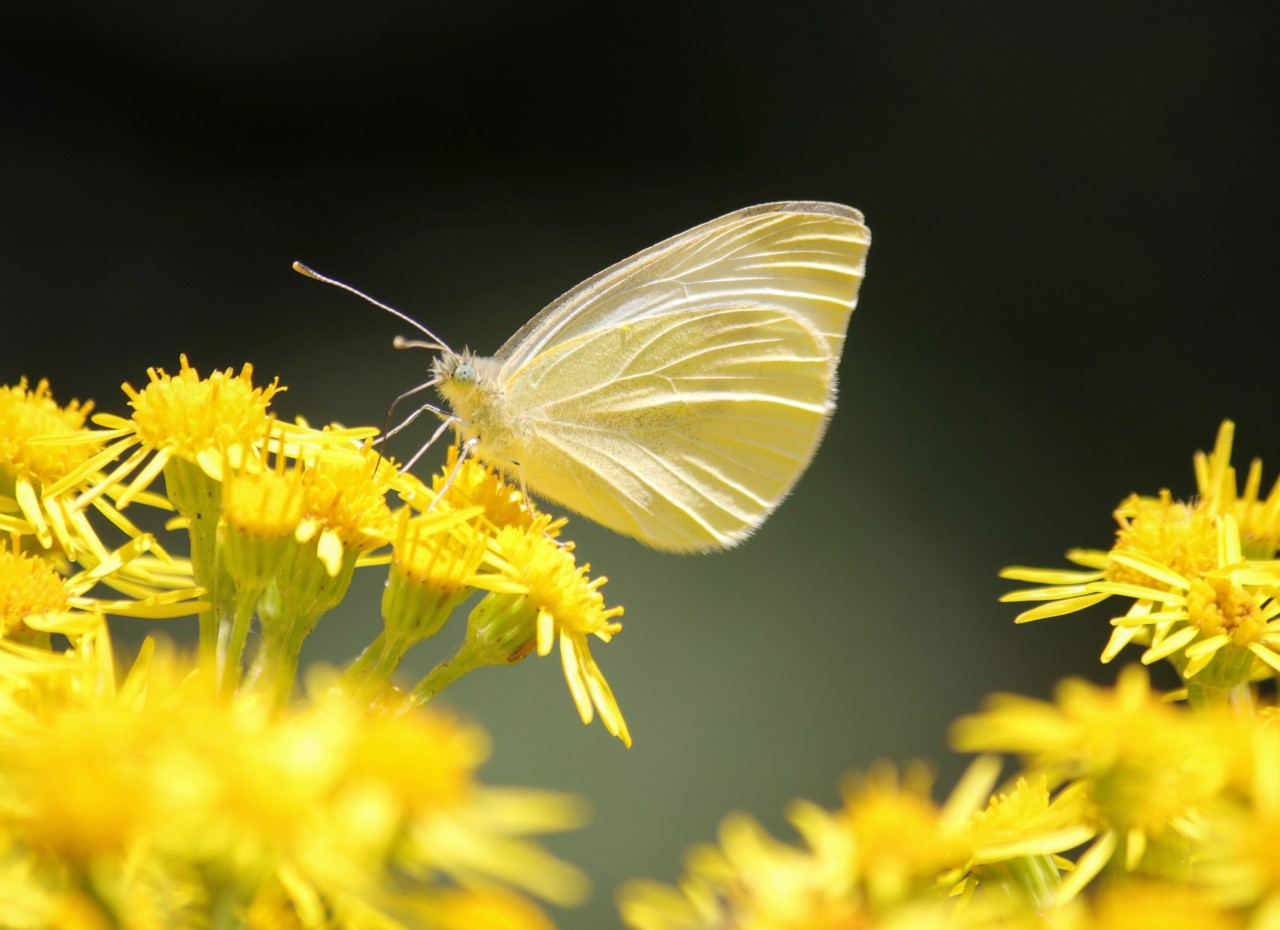 Susan Scullard Great Chart Woods