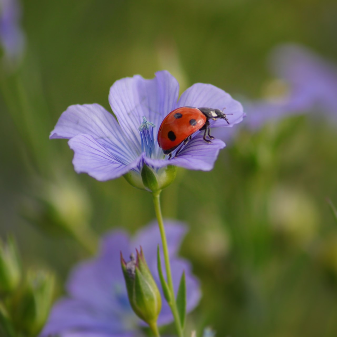 Susan Scullard Great Chart