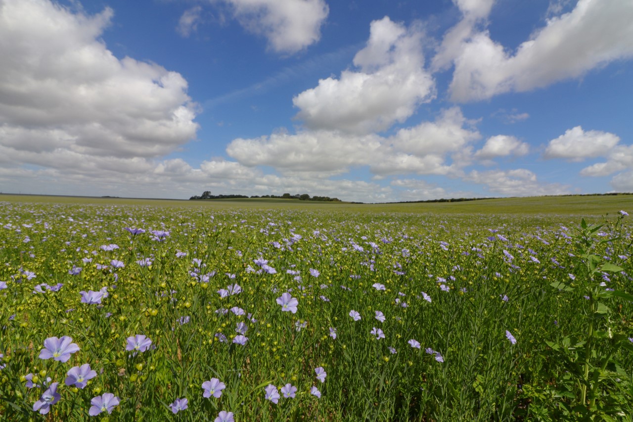 Susan Scullard Linseed Field Great Chart