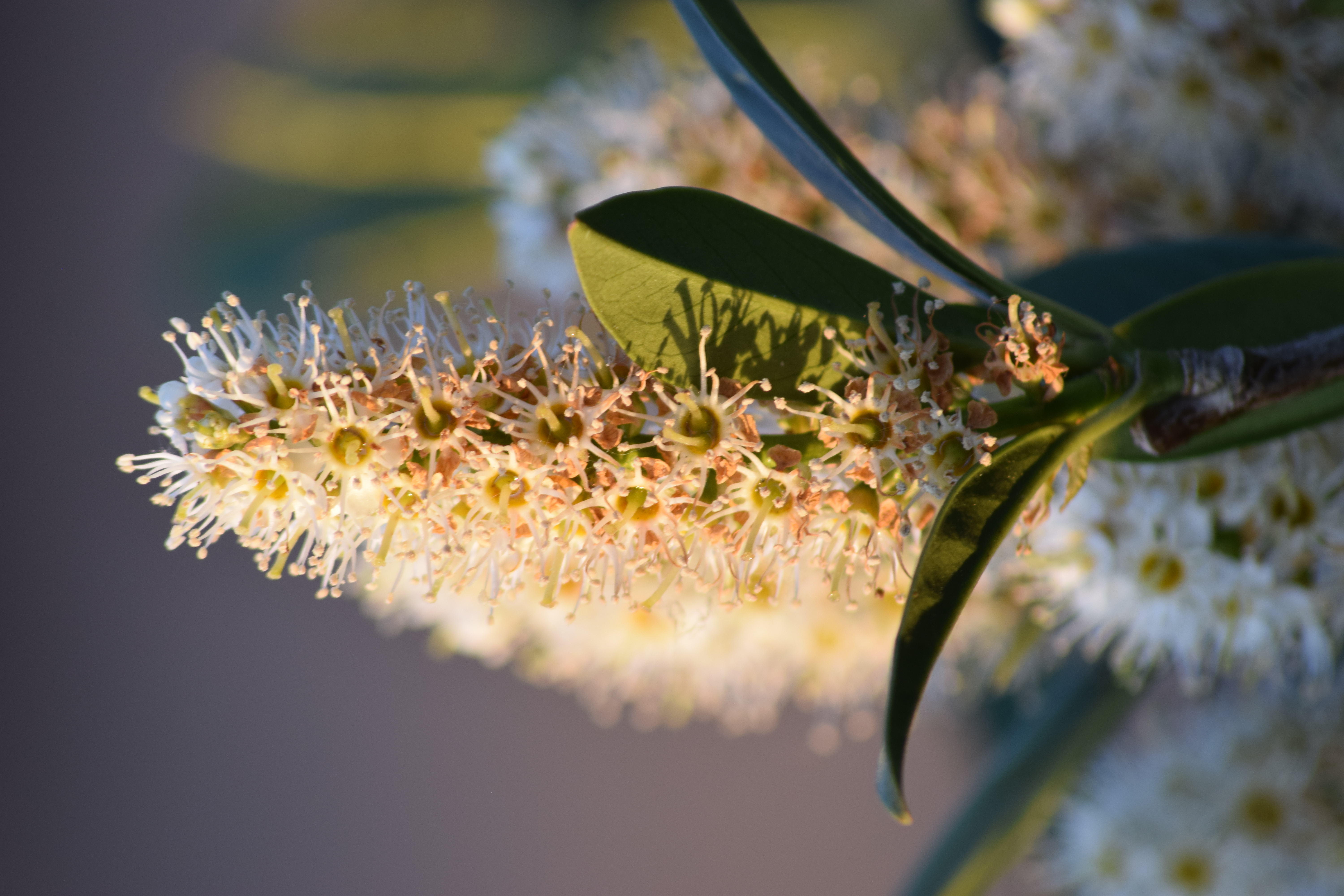 Tegan Carter (Insta @Tegan Emilyphotography) Boys Hall Moat 1