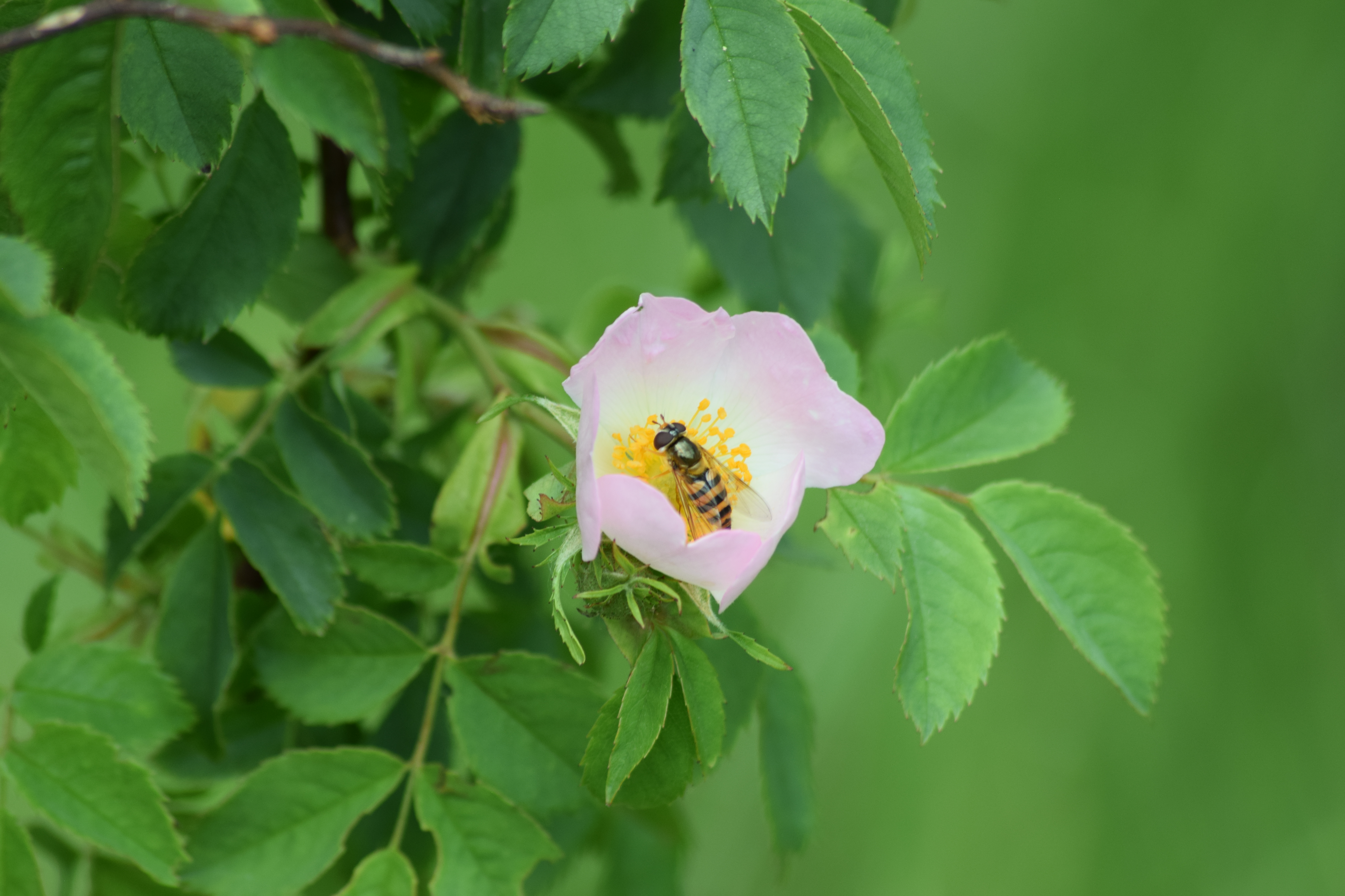 Tegan Carter (Insta @Tegan Emilyphotography) Boys Hall Moat 3